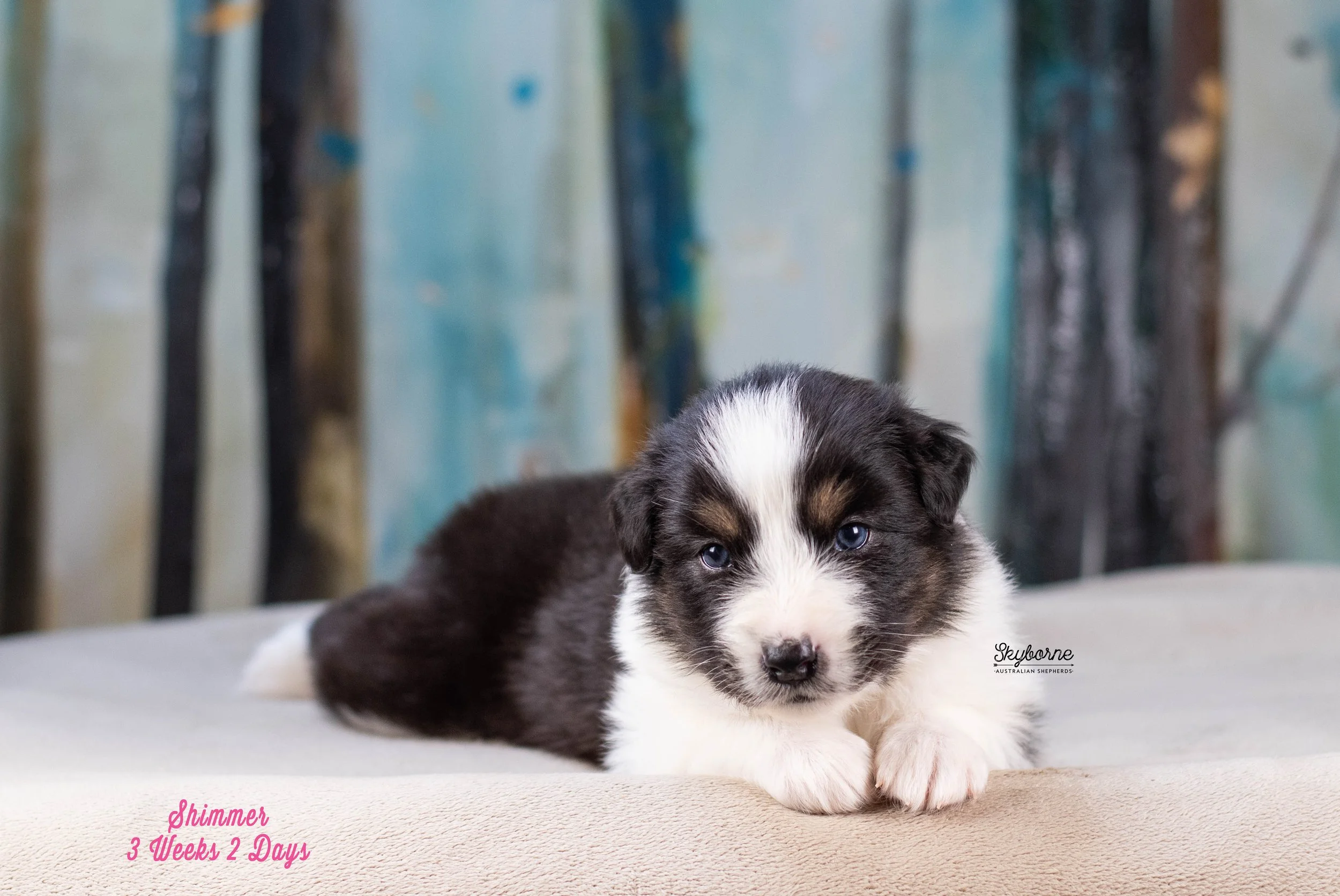 Skyborne Aussies - Kraken x Halo - DSC_8047 - January 04, 2026.jpg