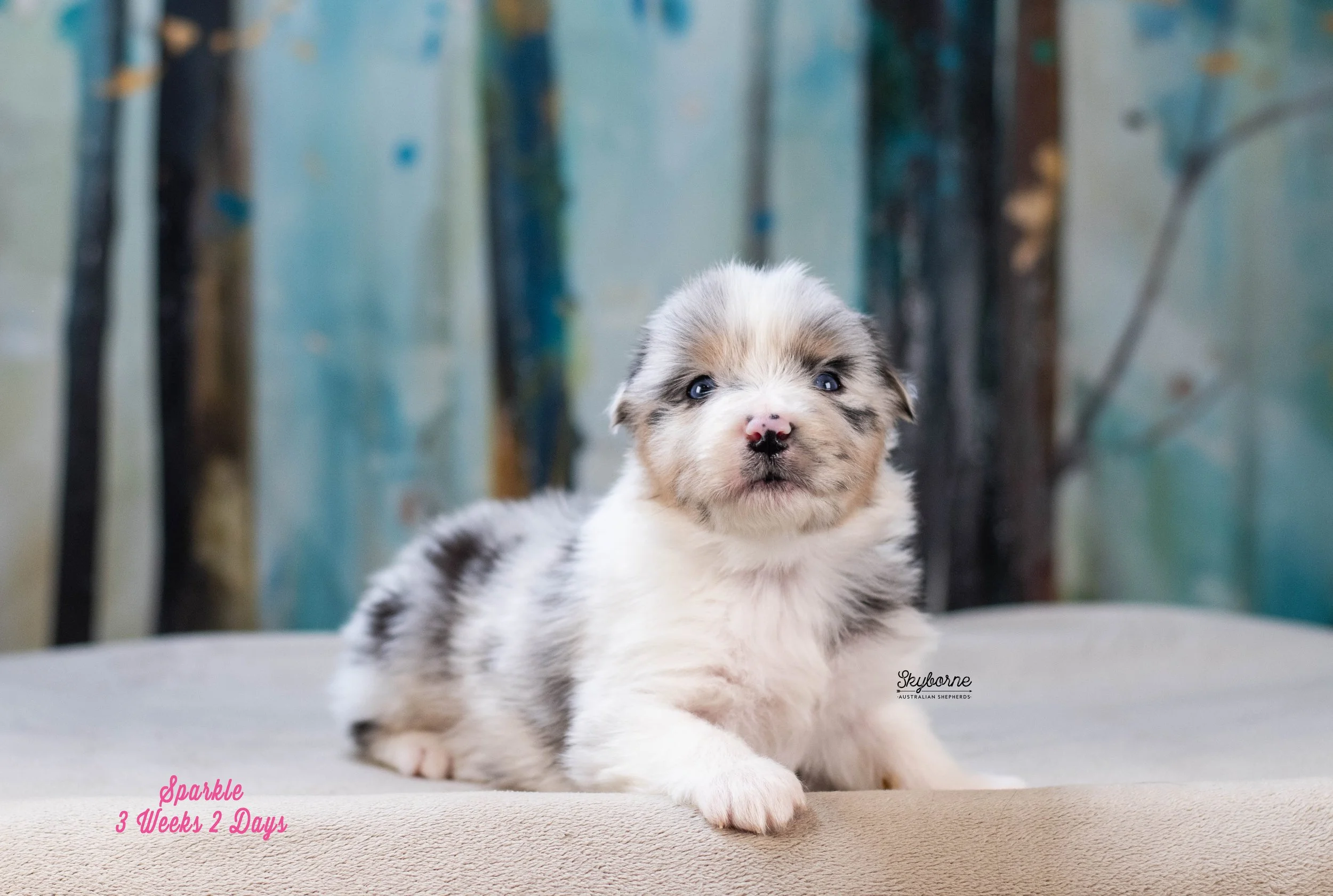 Skyborne Aussies - Kraken x Halo - DSC_8126 - January 04, 2026.jpg