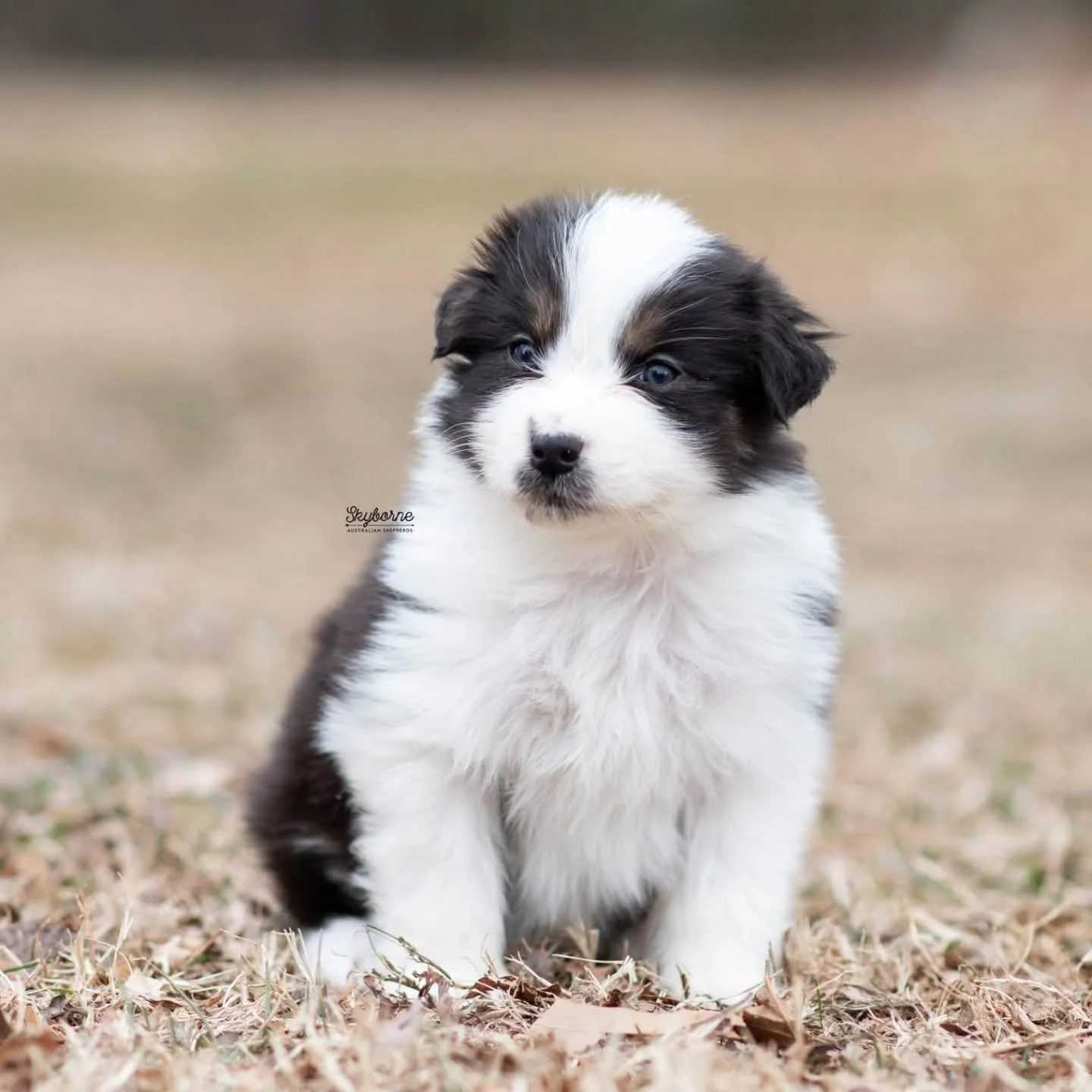 Been terribly sick all week so here we are, playing catch up again. 🤦🏻&zwj;♀️☠️

Here are last weeks pics! Who knows when I'll get around to taking their 6 week pics with the snowmaggedon happening this weekend. 😥

Can I say I dislike having puppi