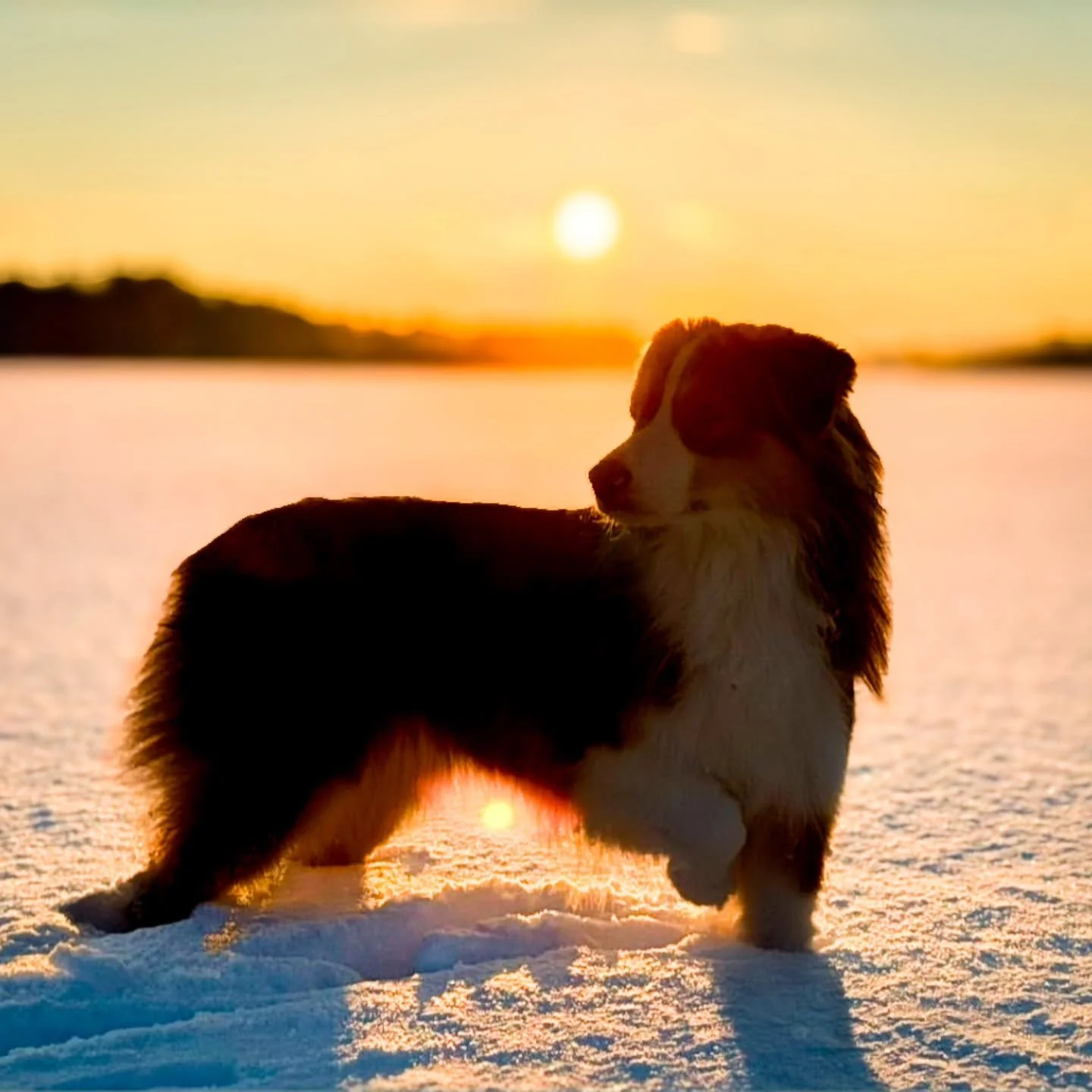 Pretty Daphne (Penne, CH Bishop x Journey) soaking up that golden Maine sunset!

Loved, co-owned and 📸 by @jordan_endre
