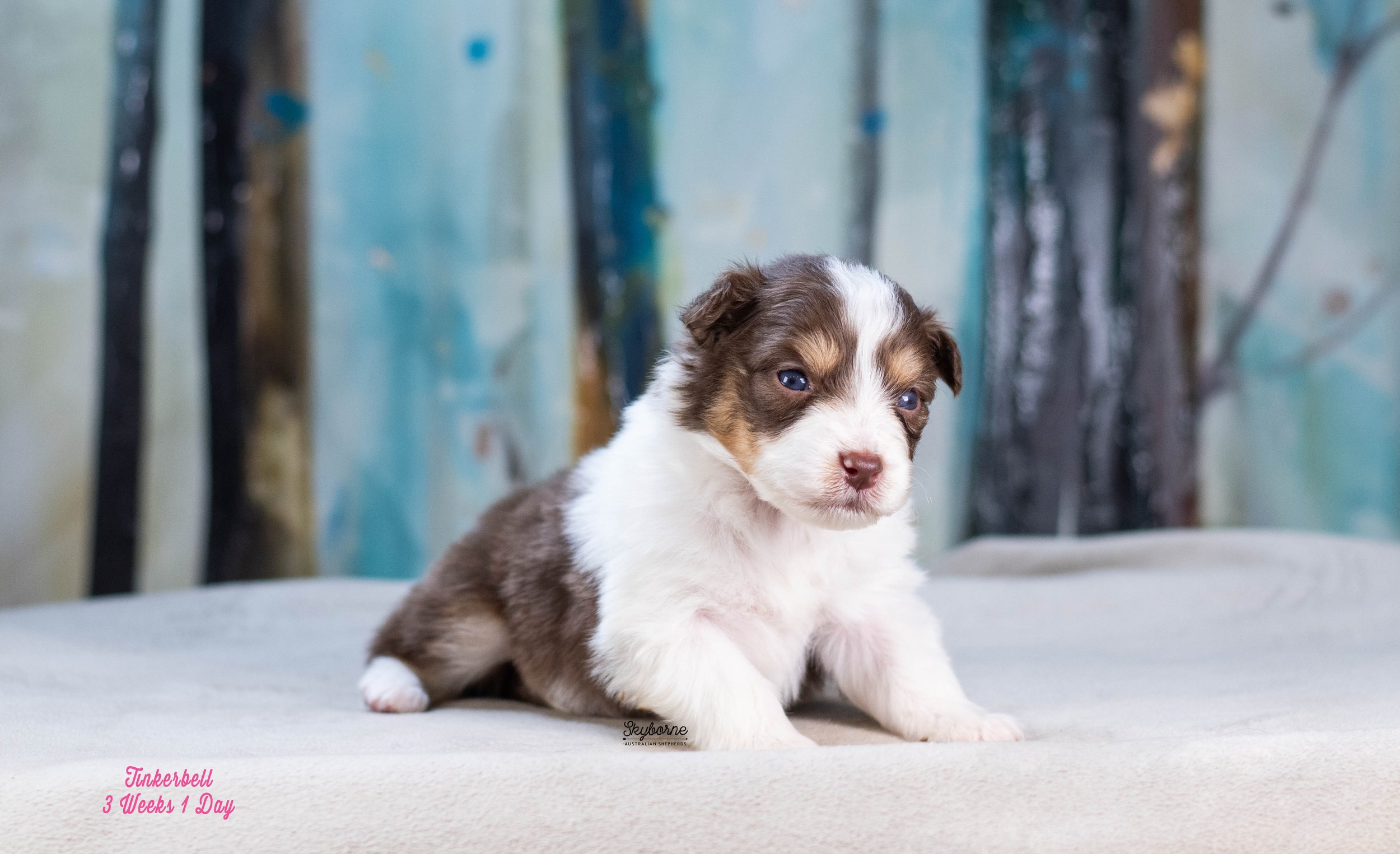 Skyborne Aussies - Kraken x Lyric - DSC_8224 - January 04, 2026.jpg