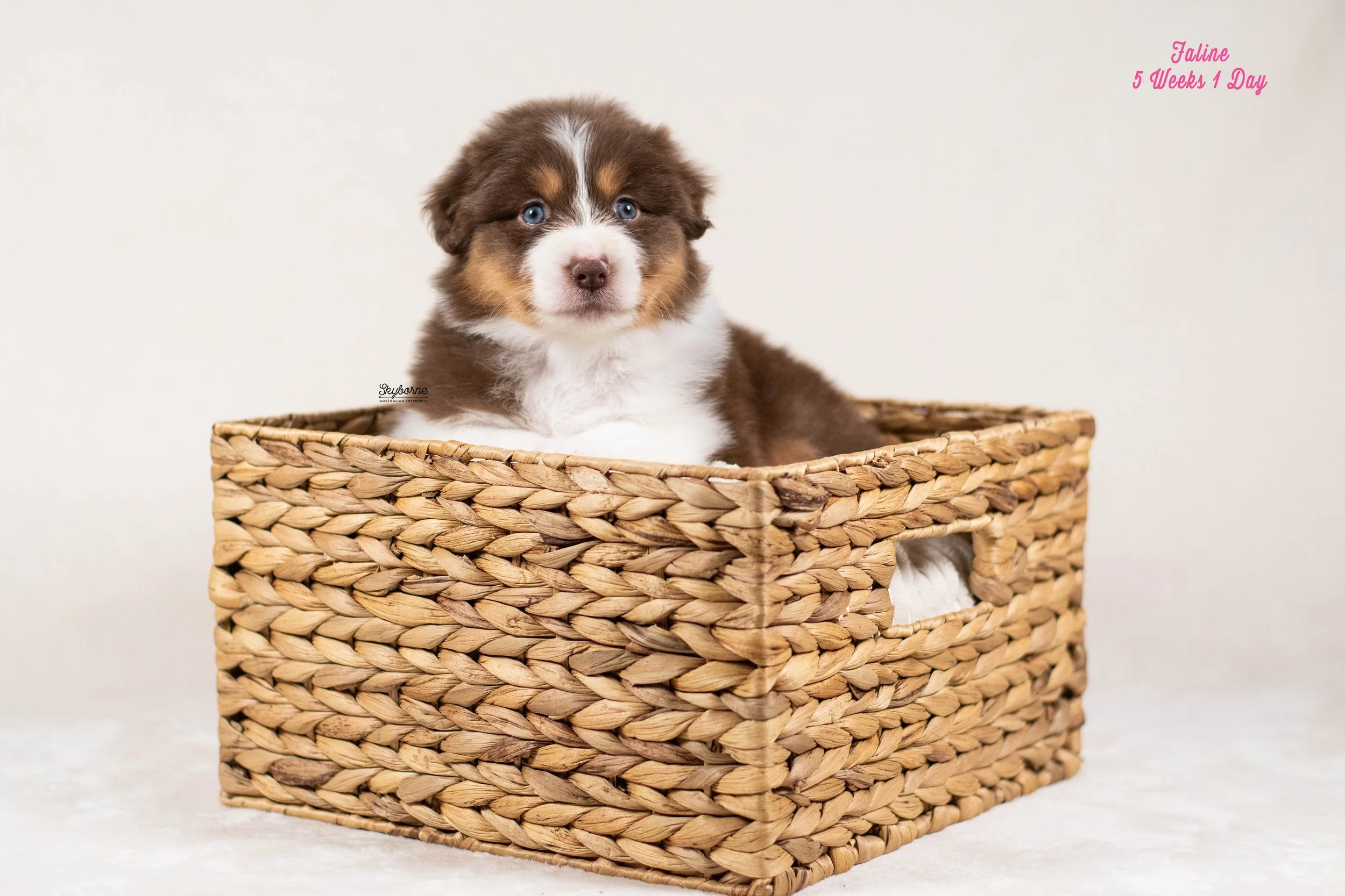 Skyborne Aussies - Kraken x Lyric - DSC_1646 - January 18, 2026.jpg