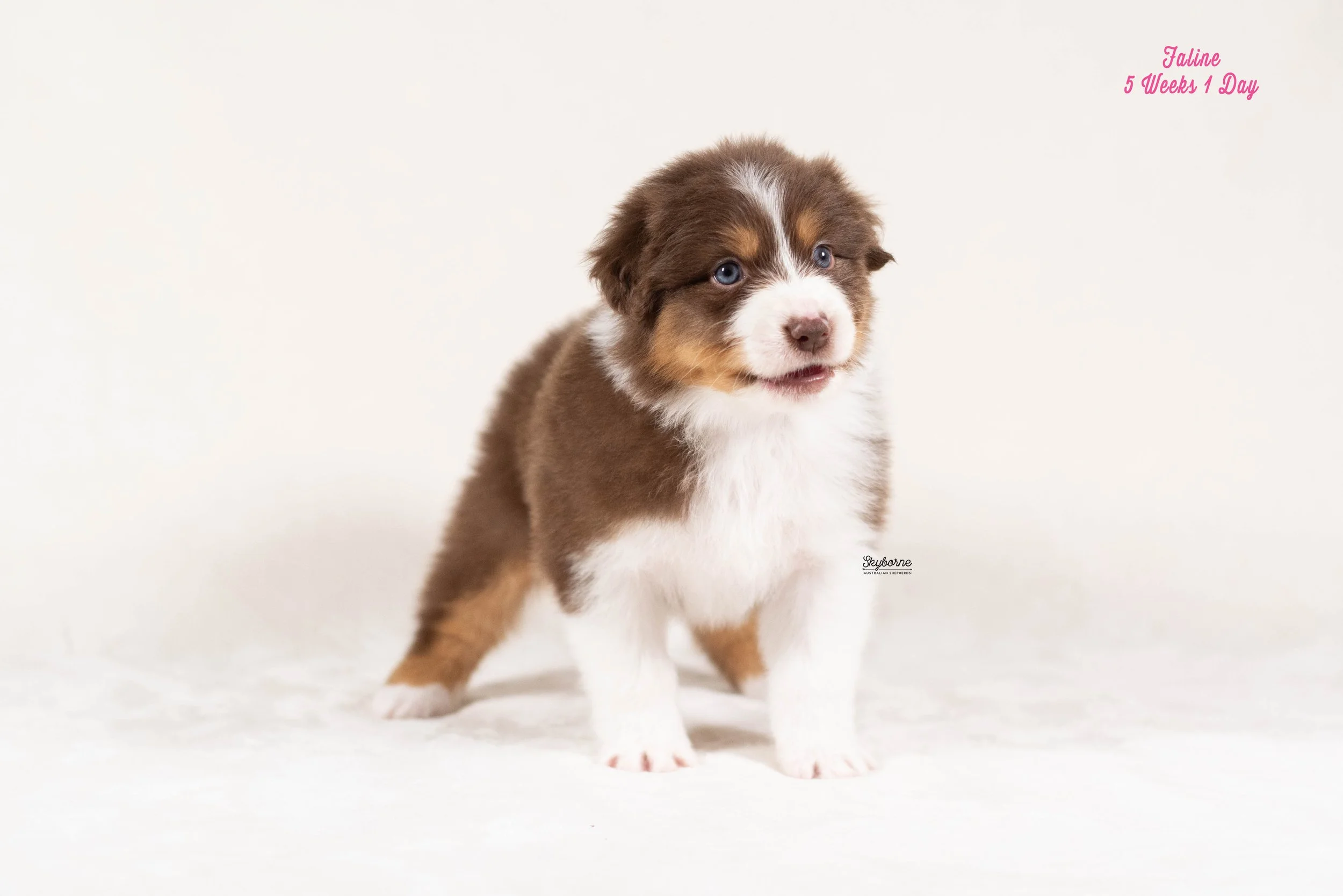 Skyborne Aussies - Kraken x Lyric - DSC_1677 - January 18, 2026.jpg