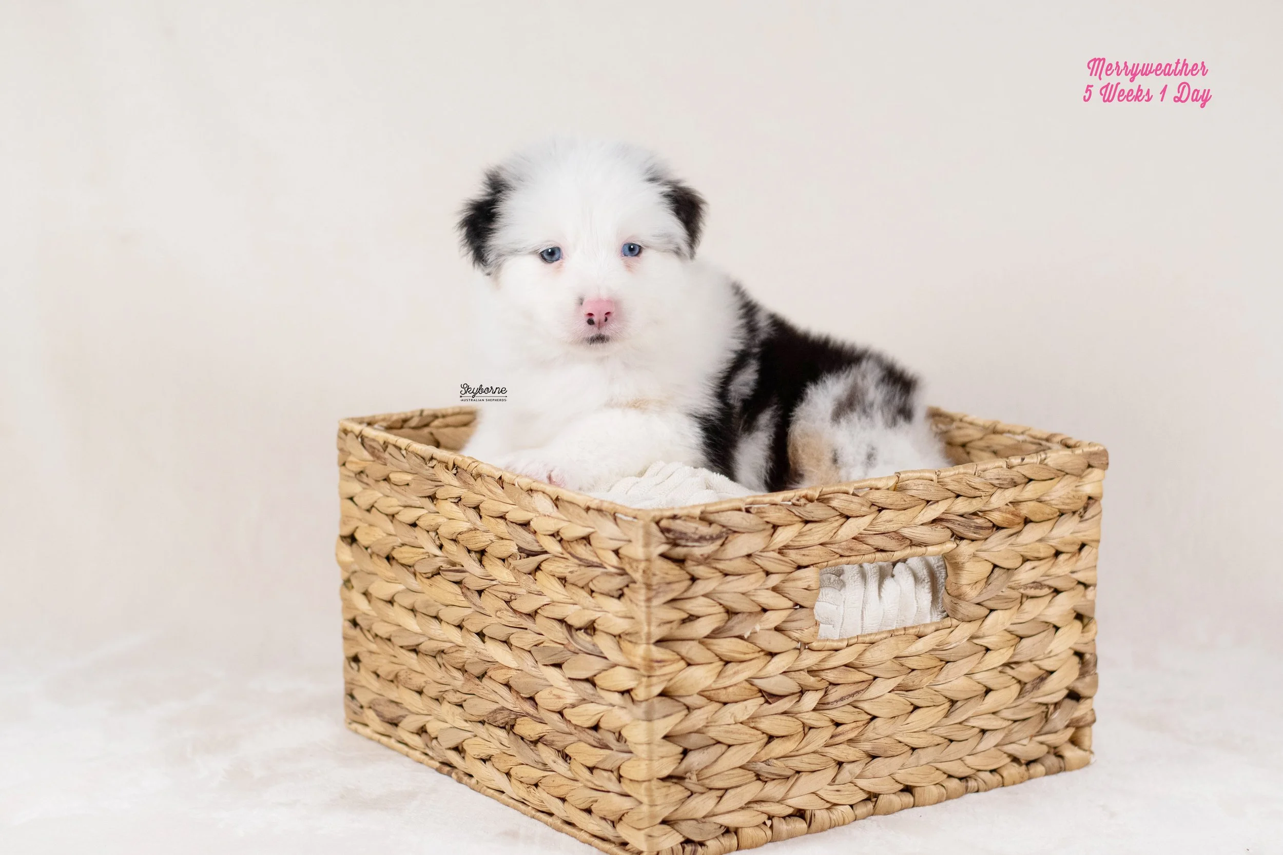 Skyborne Aussies - Kraken x Lyric - DSC_1716 - January 18, 2026.jpg