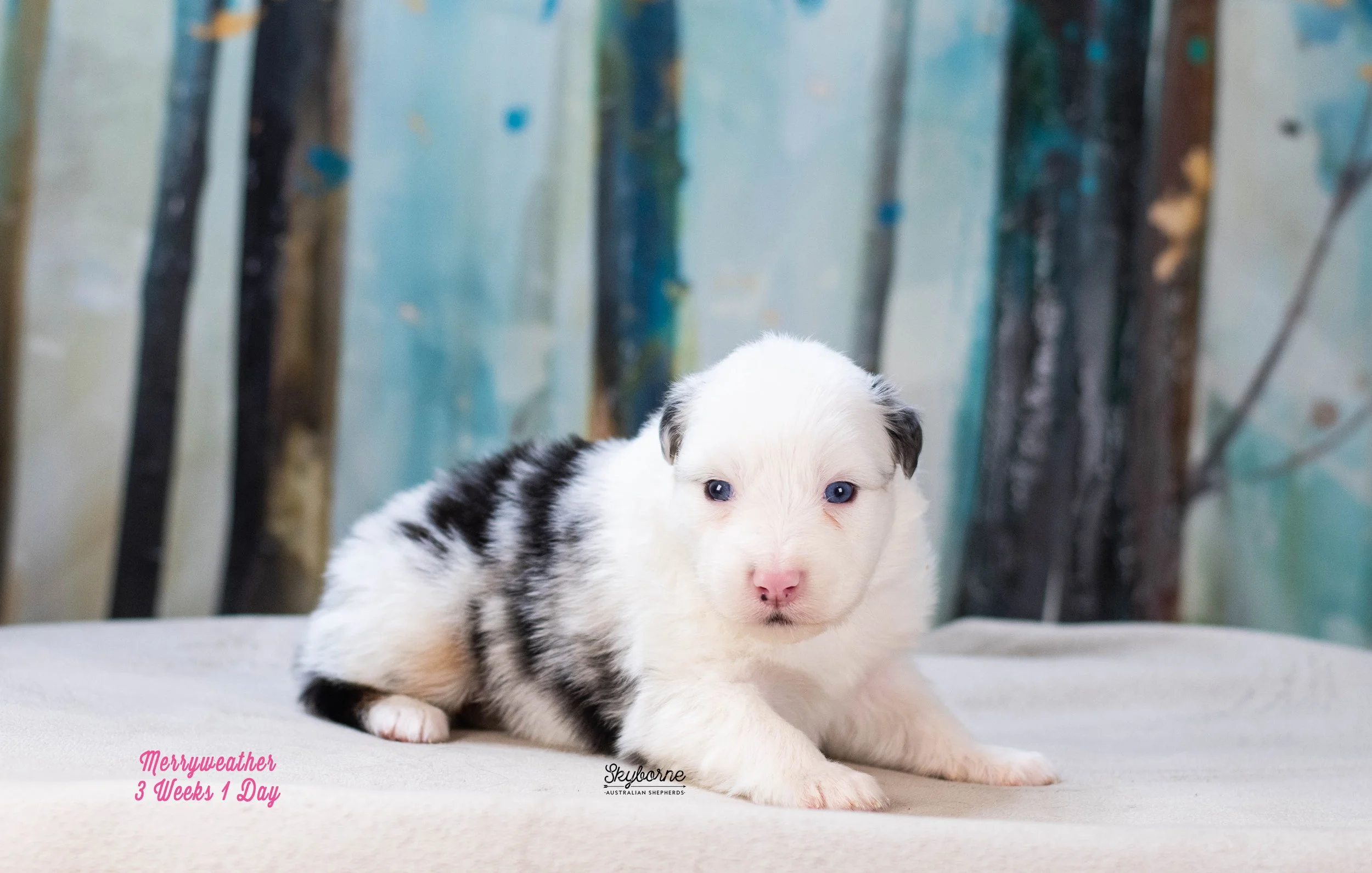 Skyborne Aussies - Kraken x Lyric - DSC_8321 - January 04, 2026.jpg