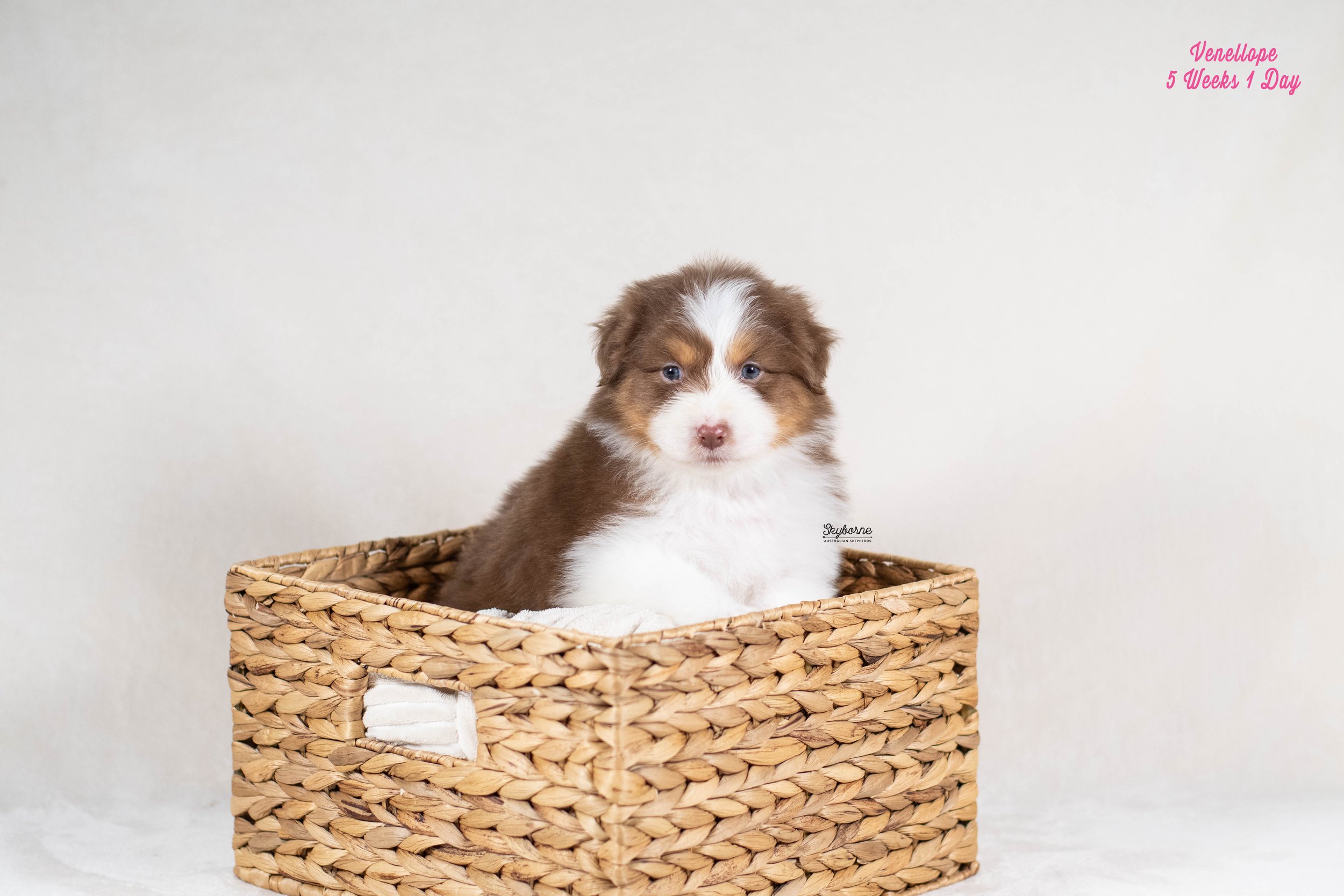 Skyborne Aussies - Kraken x Lyric - DSC_2093 - January 18, 2026.jpg