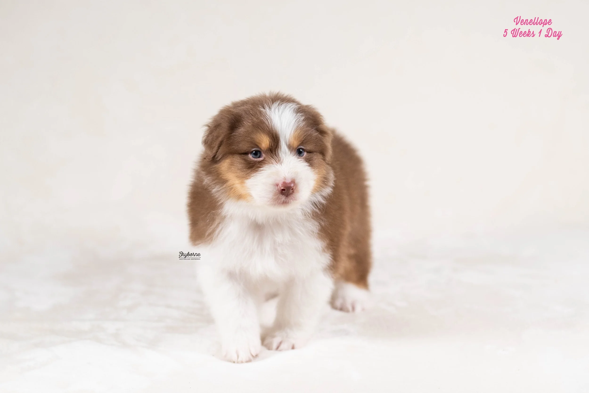 Skyborne Aussies - Kraken x Lyric - DSC_2138 - January 18, 2026.jpg