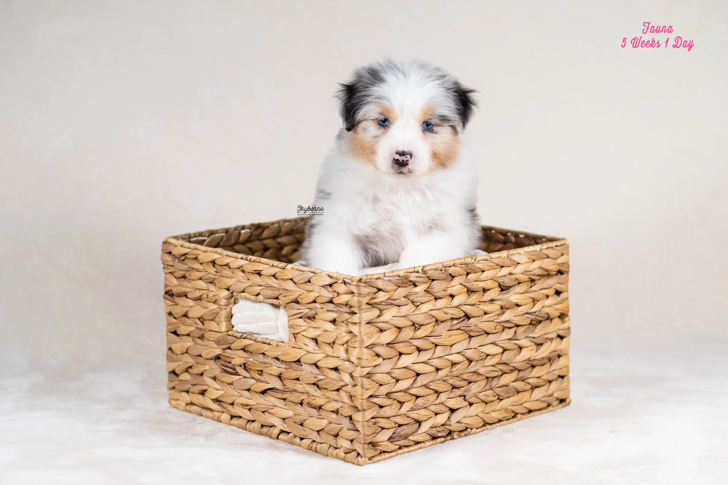 Skyborne Aussies - Kraken x Lyric - DSC_2154 - January 18, 2026.jpg