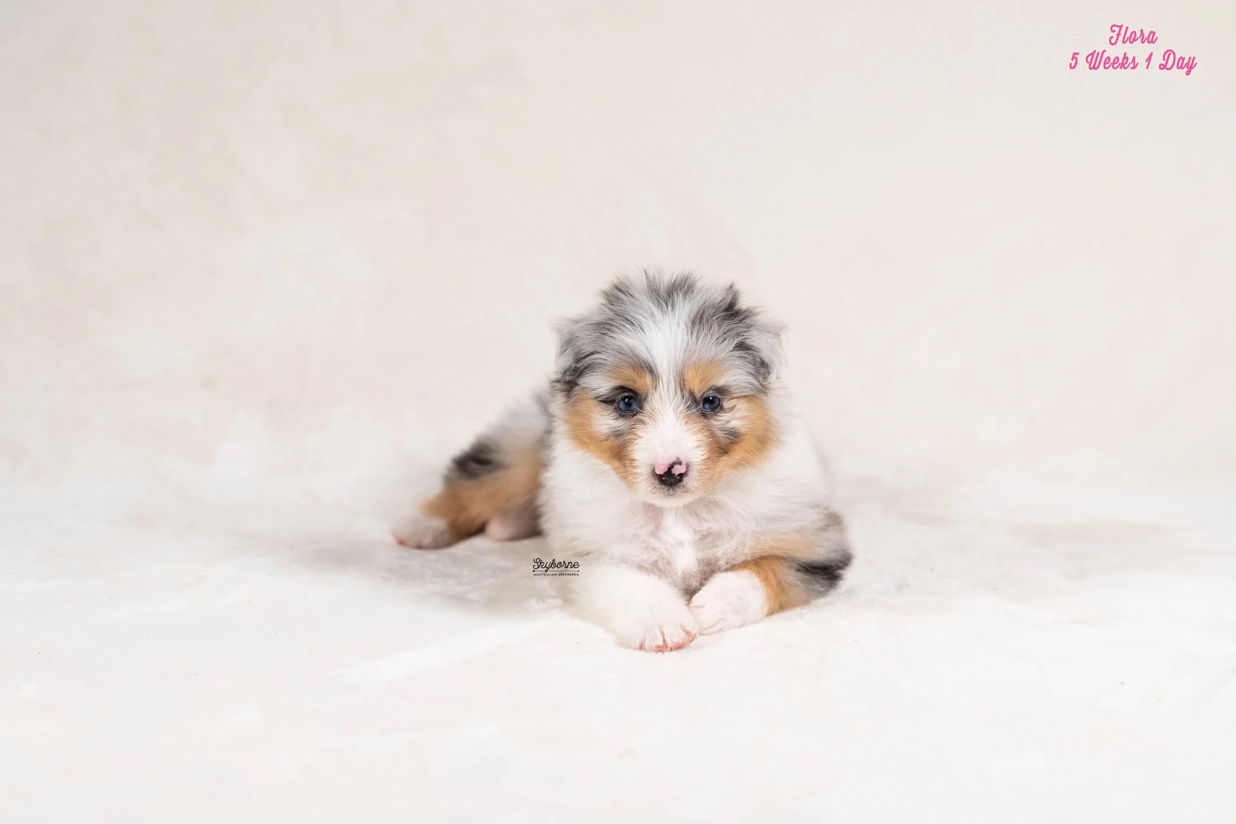 Skyborne Aussies - Kraken x Lyric - DSC_2289 - January 18, 2026.jpg