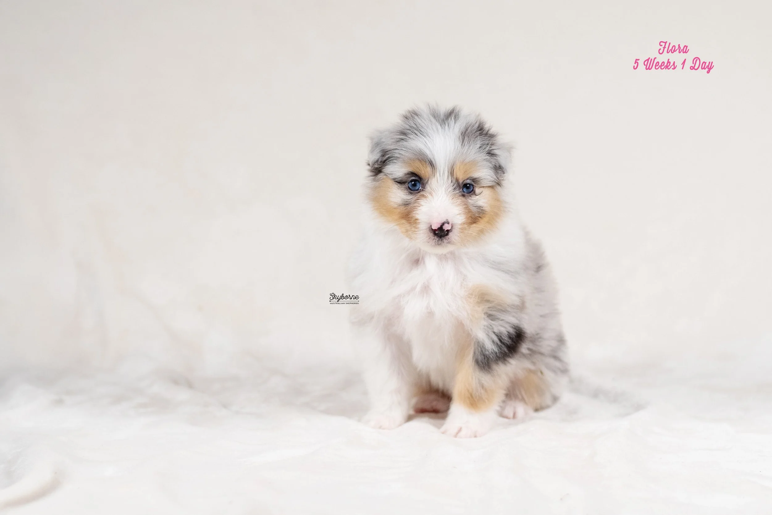 Skyborne Aussies - Kraken x Lyric - DSC_2331 - January 18, 2026.jpg