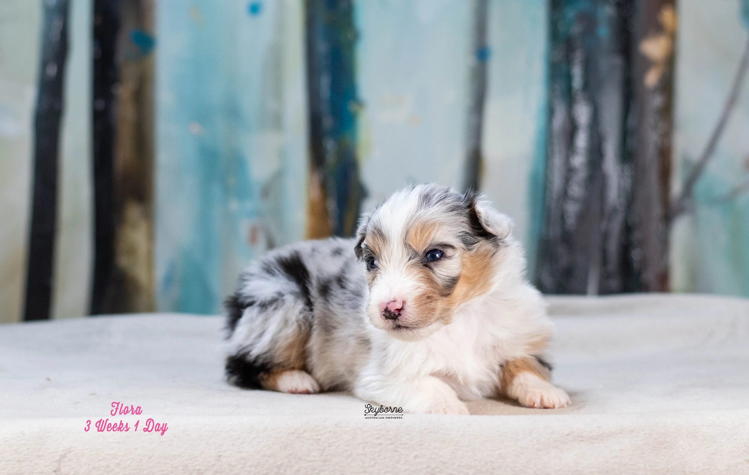 Skyborne Aussies - Kraken x Lyric - DSC_8557 - January 04, 2026.jpg