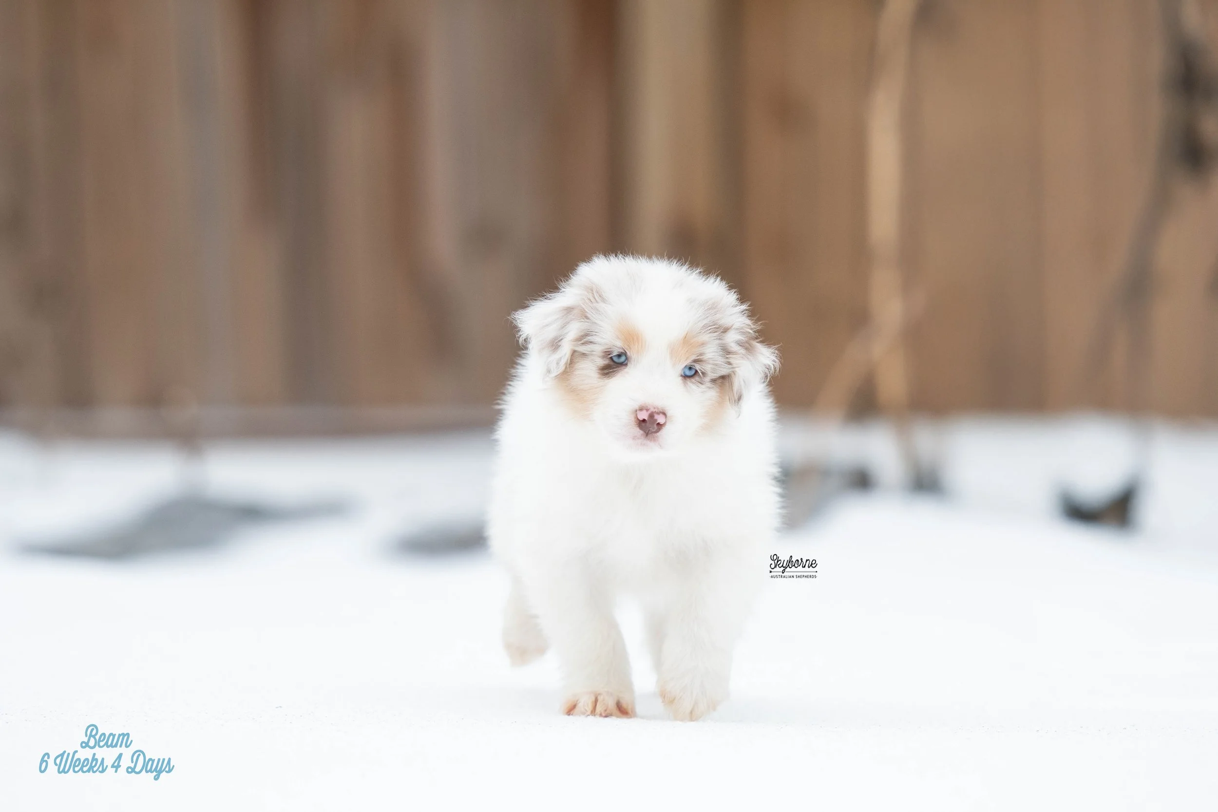 Skyborne Aussies - Kraken x Halo - DSC_2440 - January 26, 2026.jpg