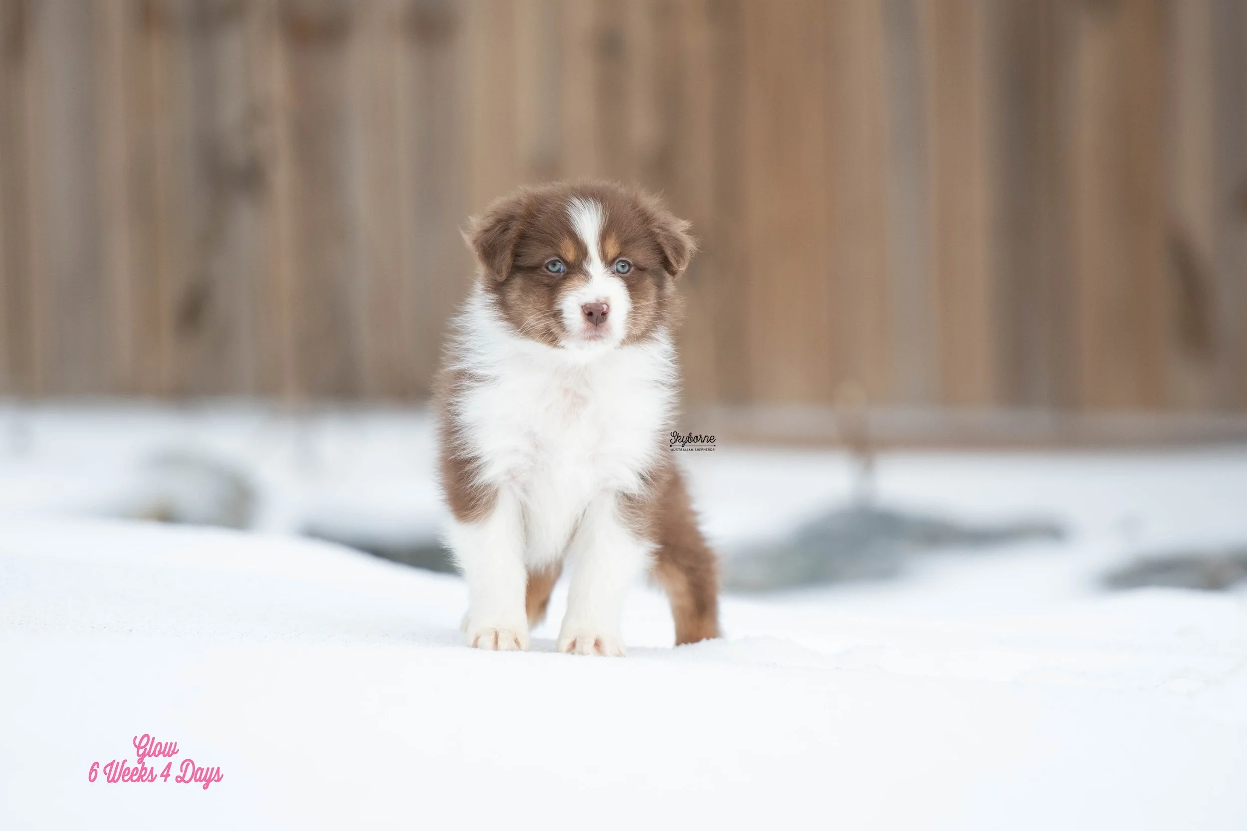 Skyborne Aussies - Kraken x Halo - DSC_2768 - January 26, 2026.jpg