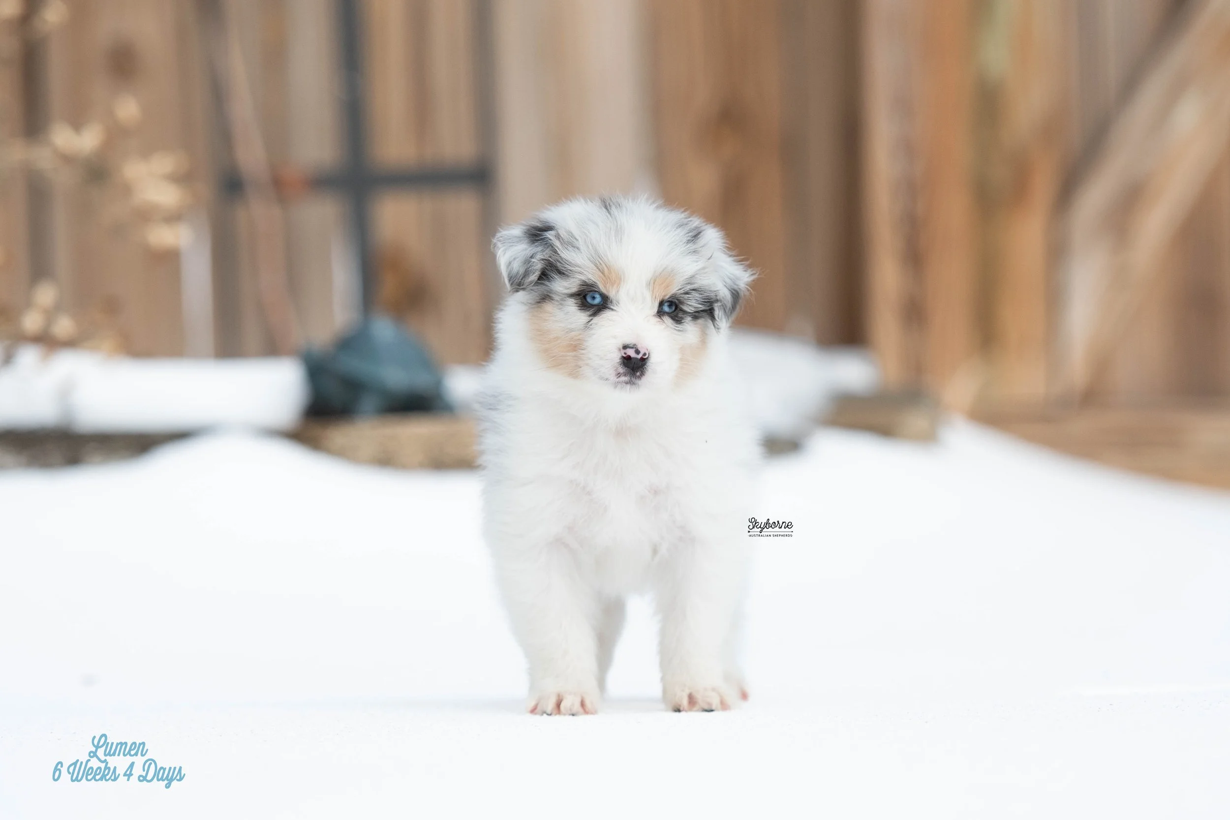 Skyborne Aussies - Kraken x Halo - DSC_2927 - January 26, 2026.jpg