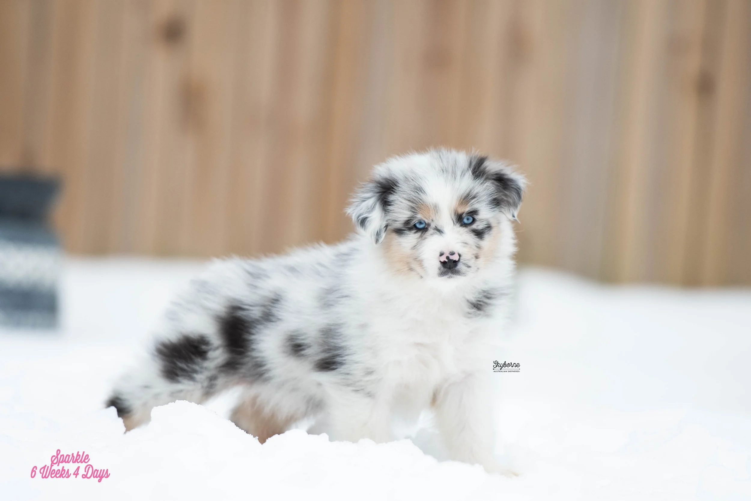 Skyborne Aussies - Kraken x Halo - DSC_2968 - January 26, 2026.jpg