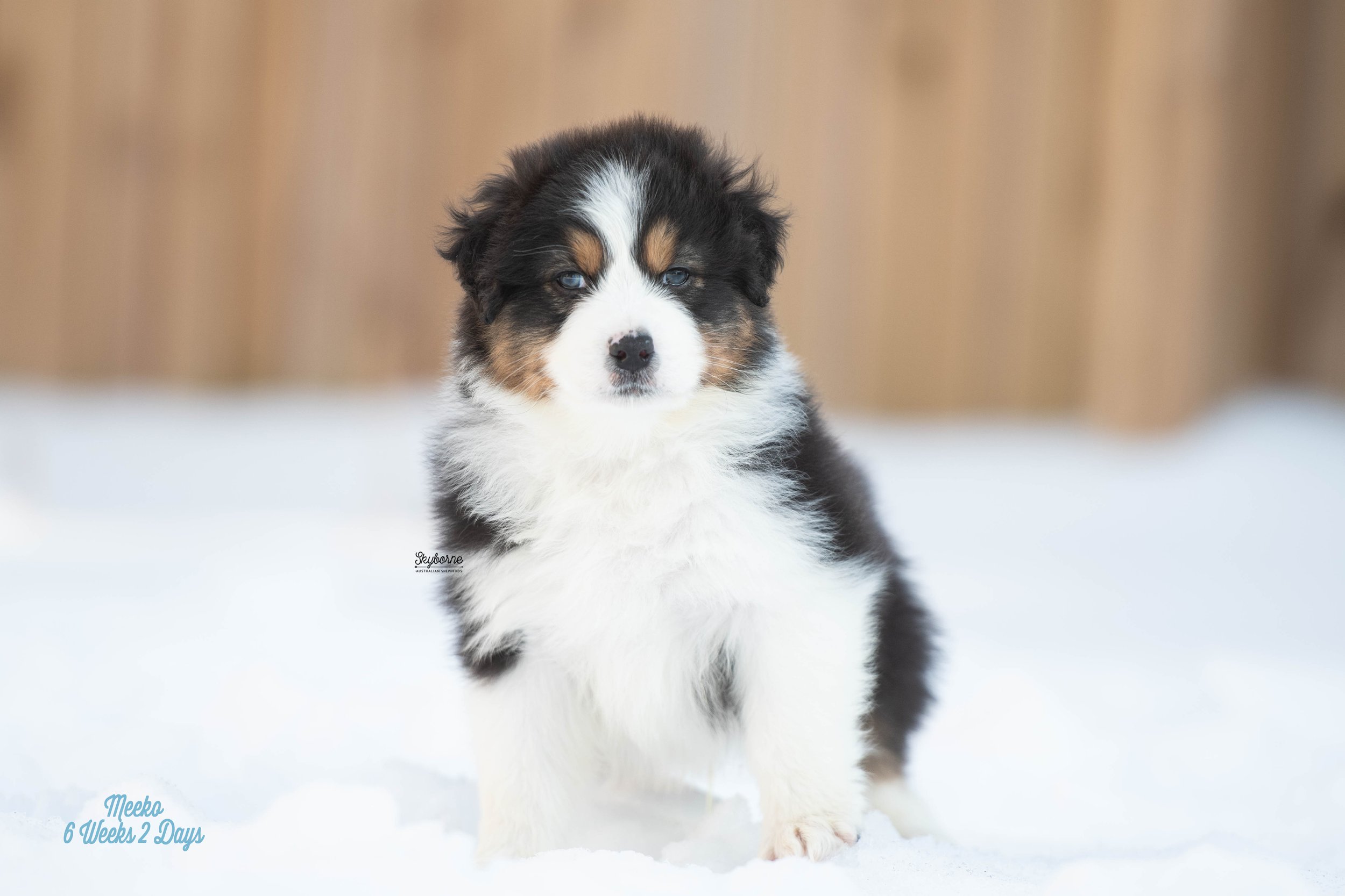 Skyborne Aussies - Kraken x Lyric - DSC_3003 - January 26, 2026.jpg