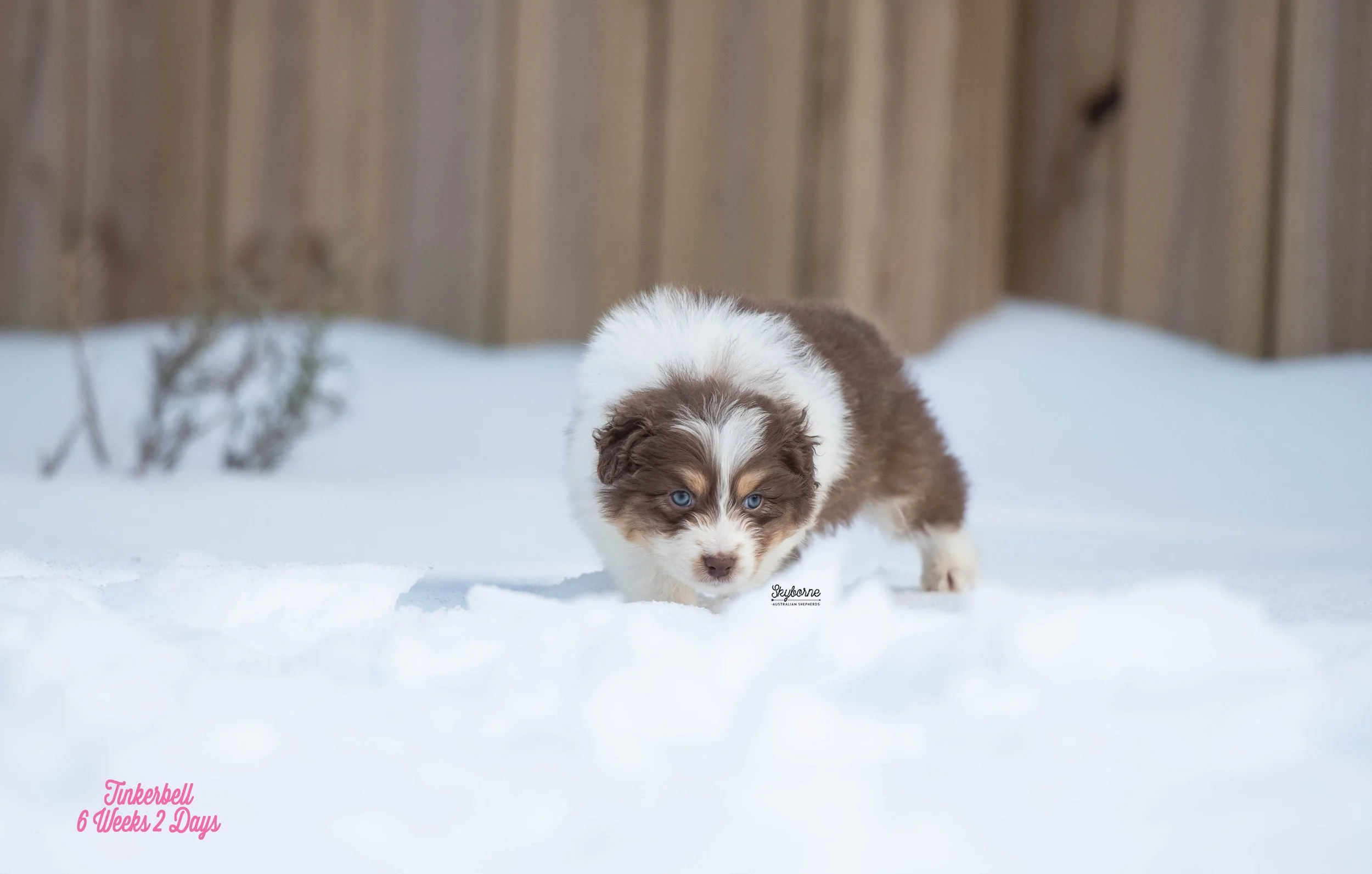 Skyborne Aussies - Kraken x Lyric - DSC_3048 - January 26, 2026.jpg