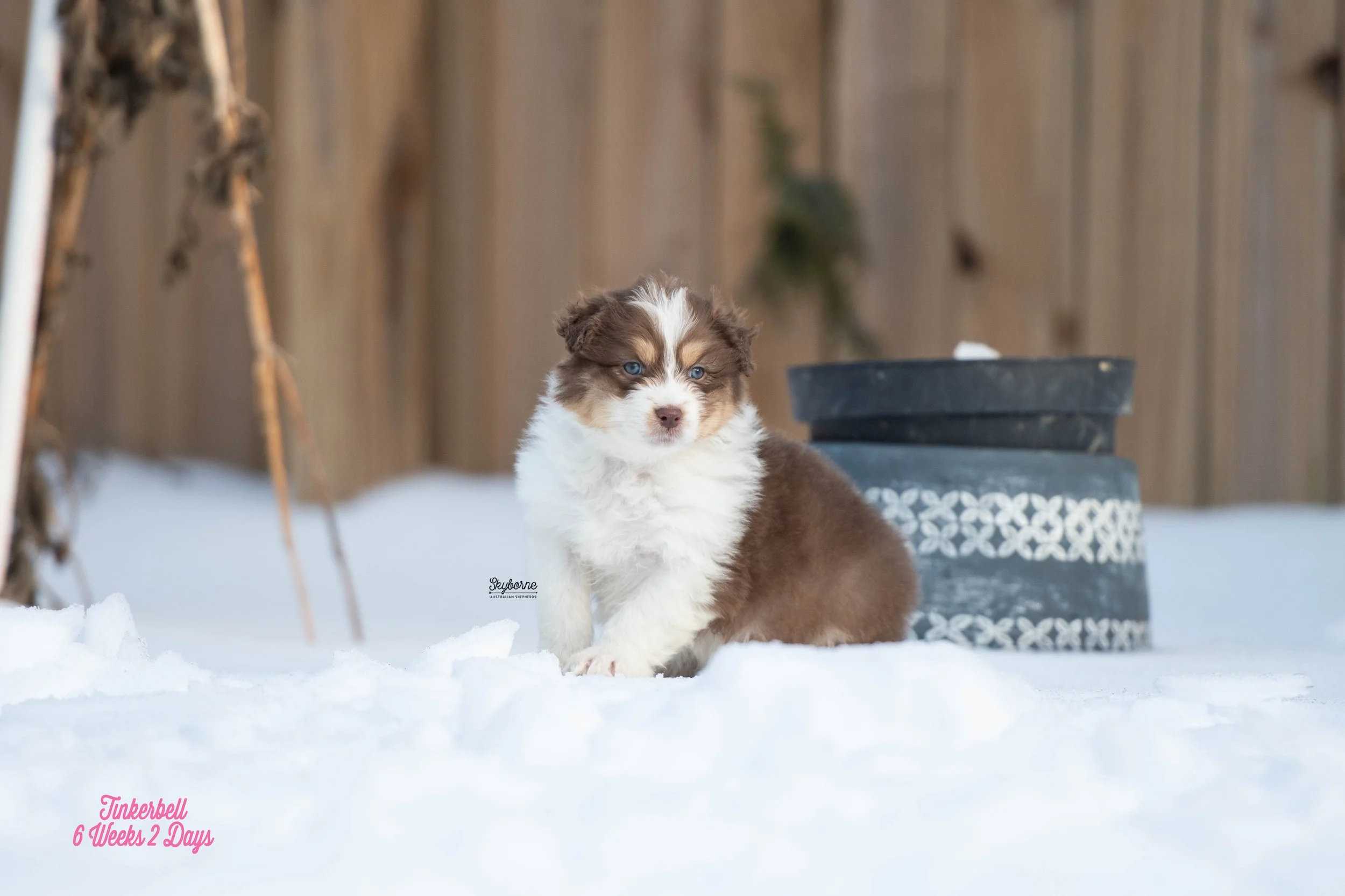 Skyborne Aussies - Kraken x Lyric - DSC_3060 - January 26, 2026.jpg