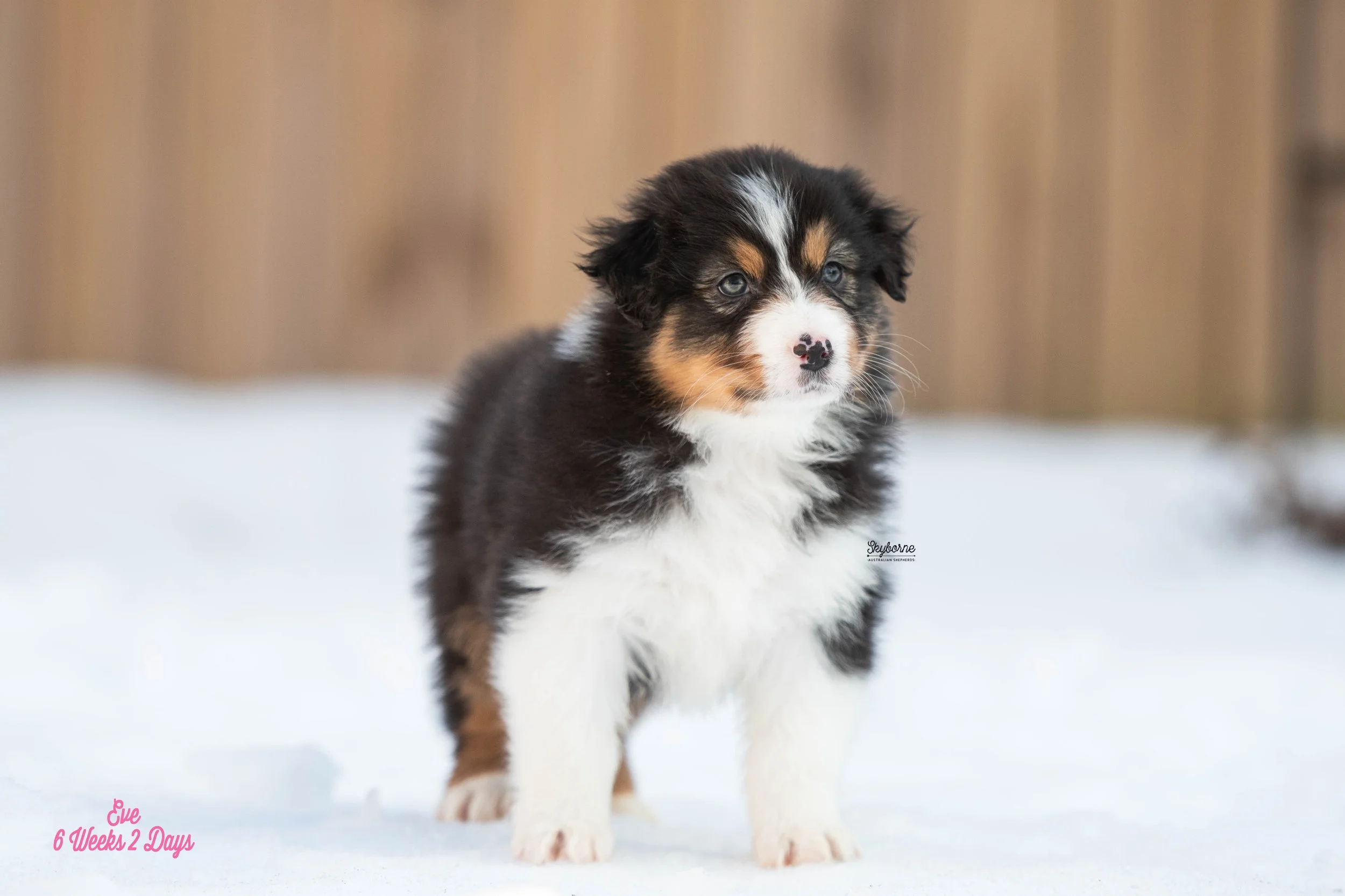 Skyborne Aussies - Kraken x Lyric - DSC_3262 - January 26, 2026.jpg