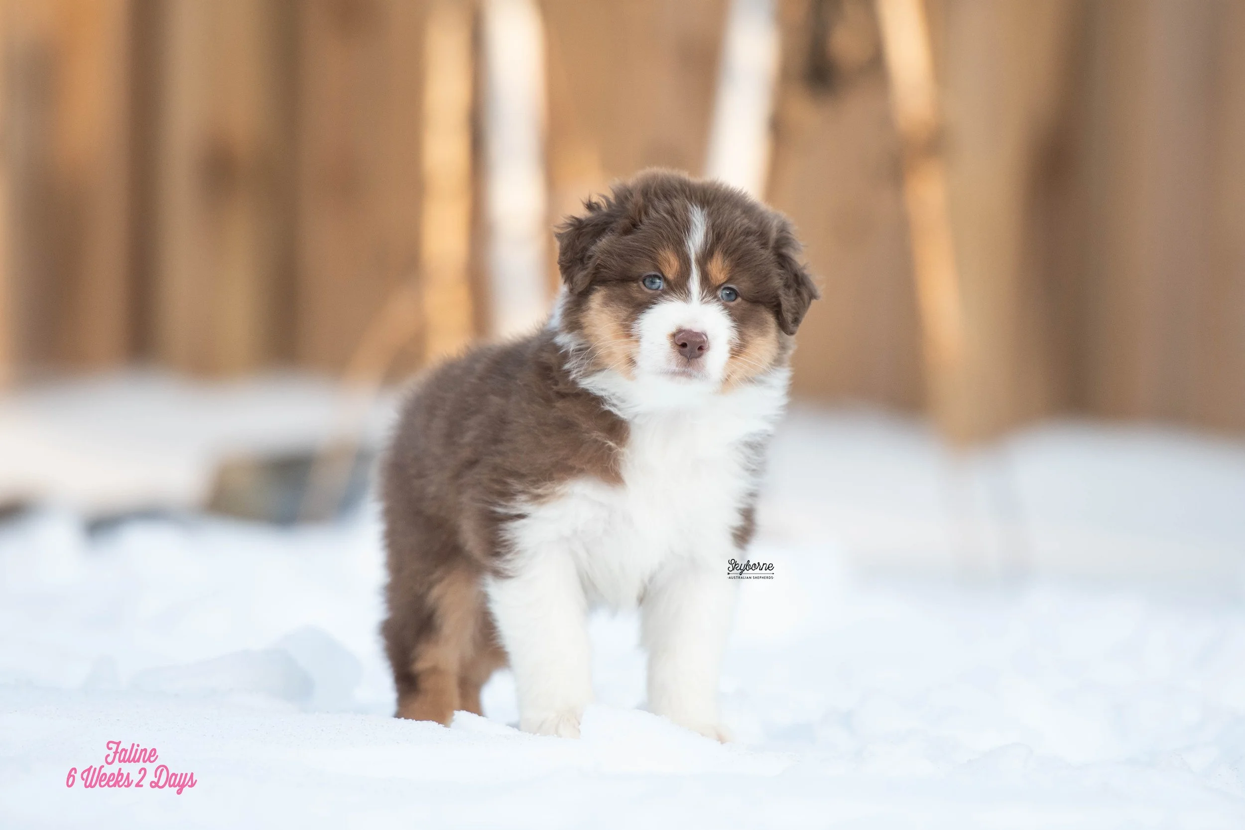 Skyborne Aussies - Kraken x Lyric - DSC_3117 - January 26, 2026.jpg