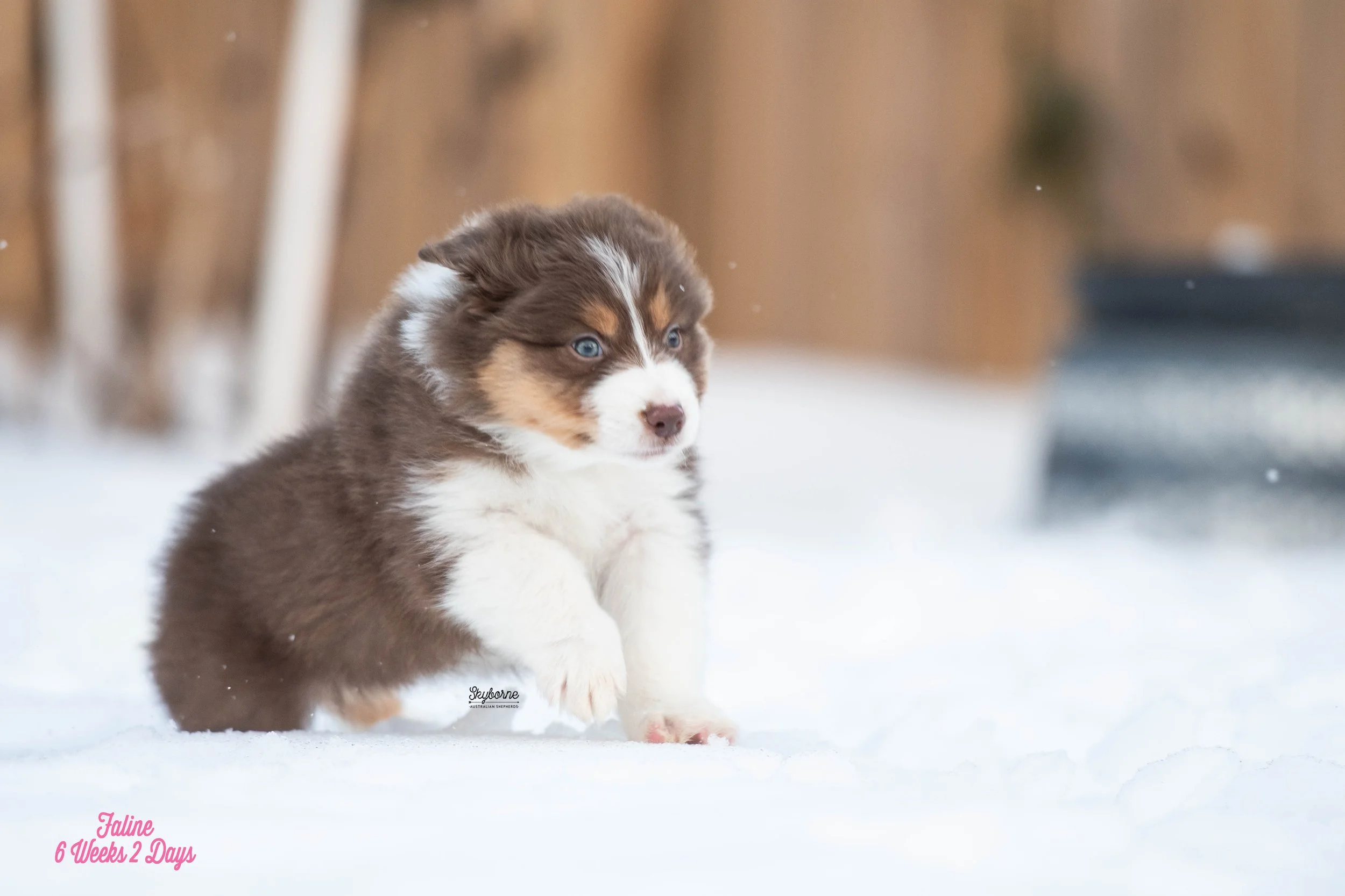 Skyborne Aussies - Kraken x Lyric - DSC_3127 - January 26, 2026.jpg