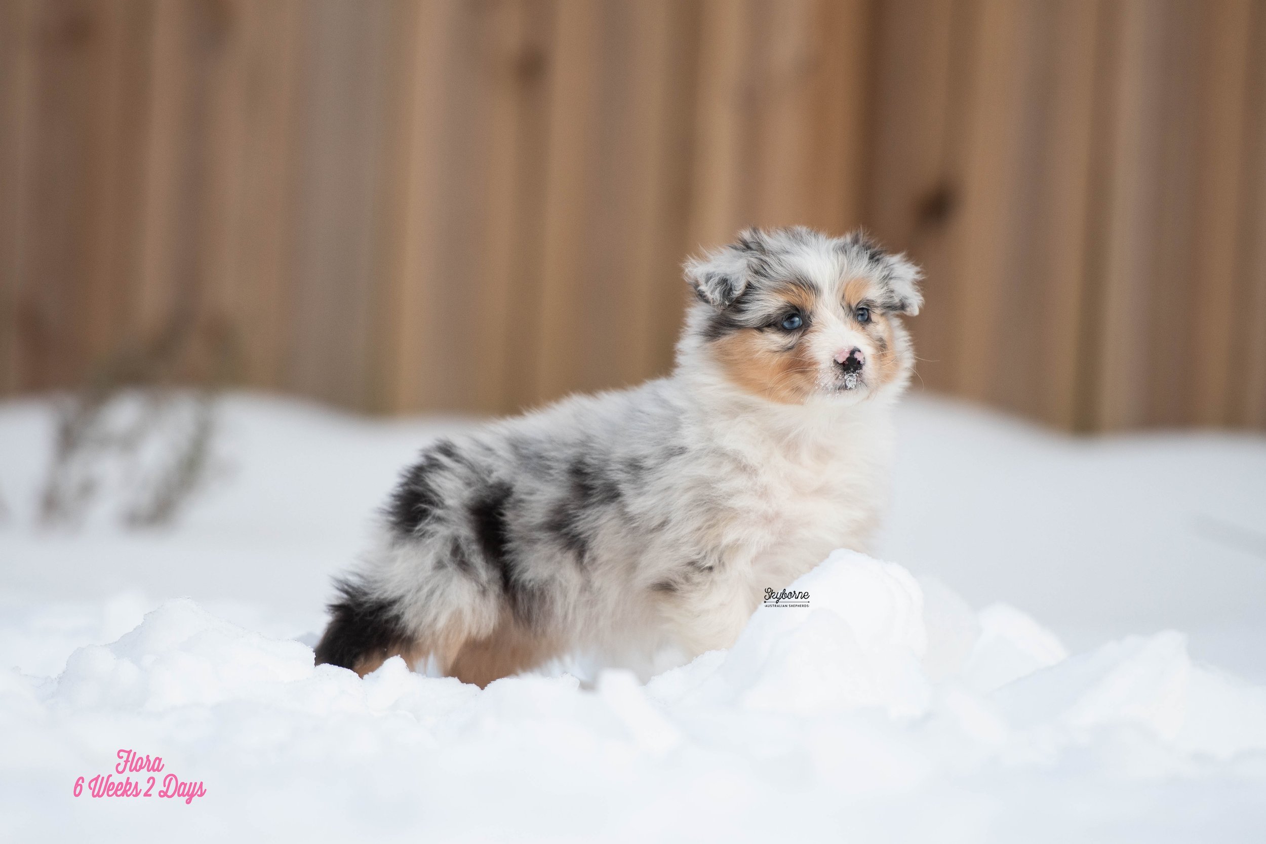 Skyborne Aussies - Kraken x Lyric - DSC_3439 - January 26, 2026.jpg