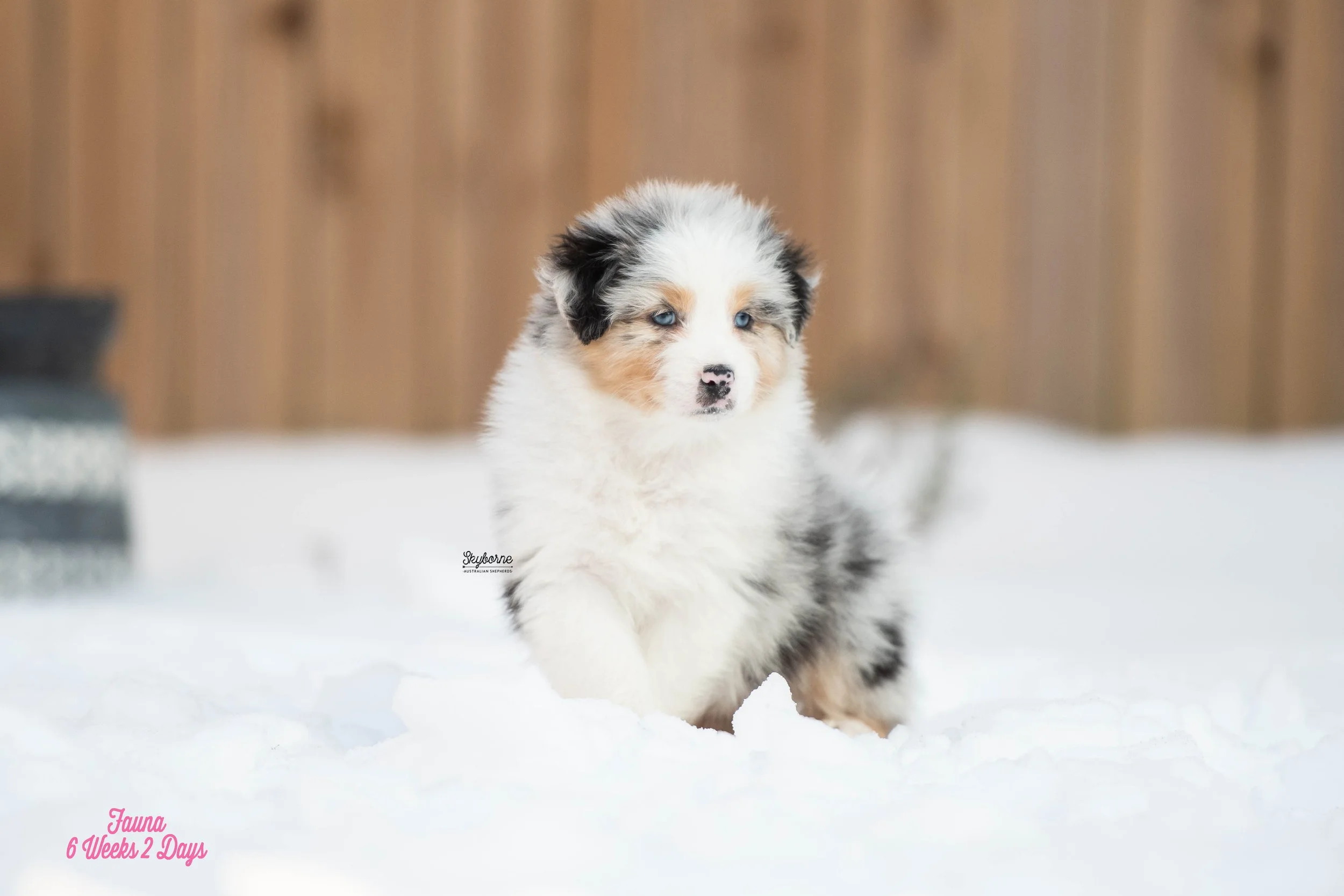 Skyborne Aussies - Kraken x Lyric - DSC_3383 - January 26, 2026.jpg