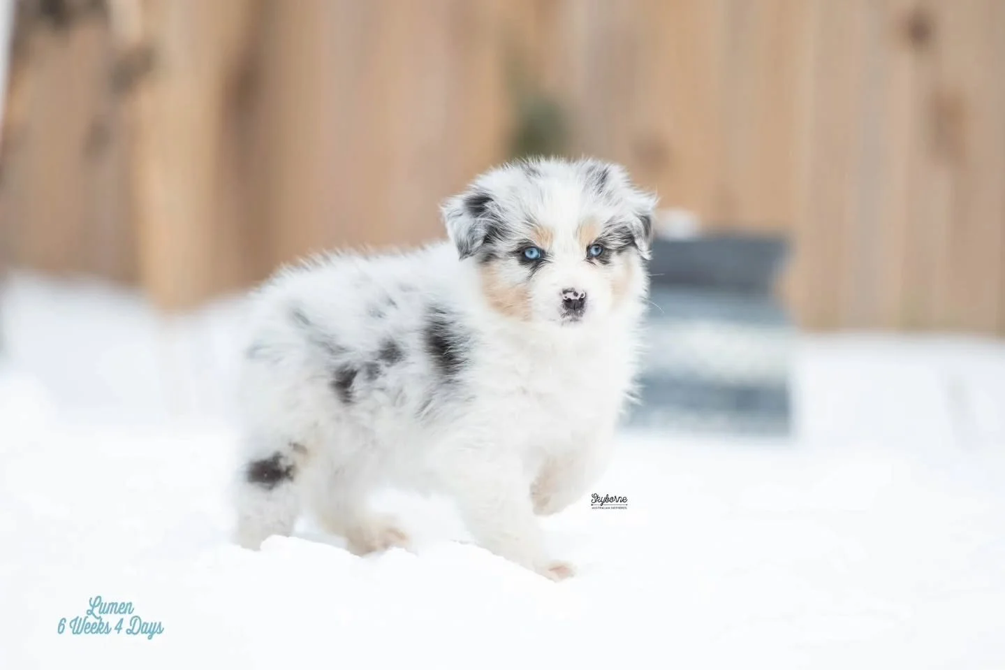 Happy 6.5 weeks to our little lights ✨️! Time sure does fly. 🥹