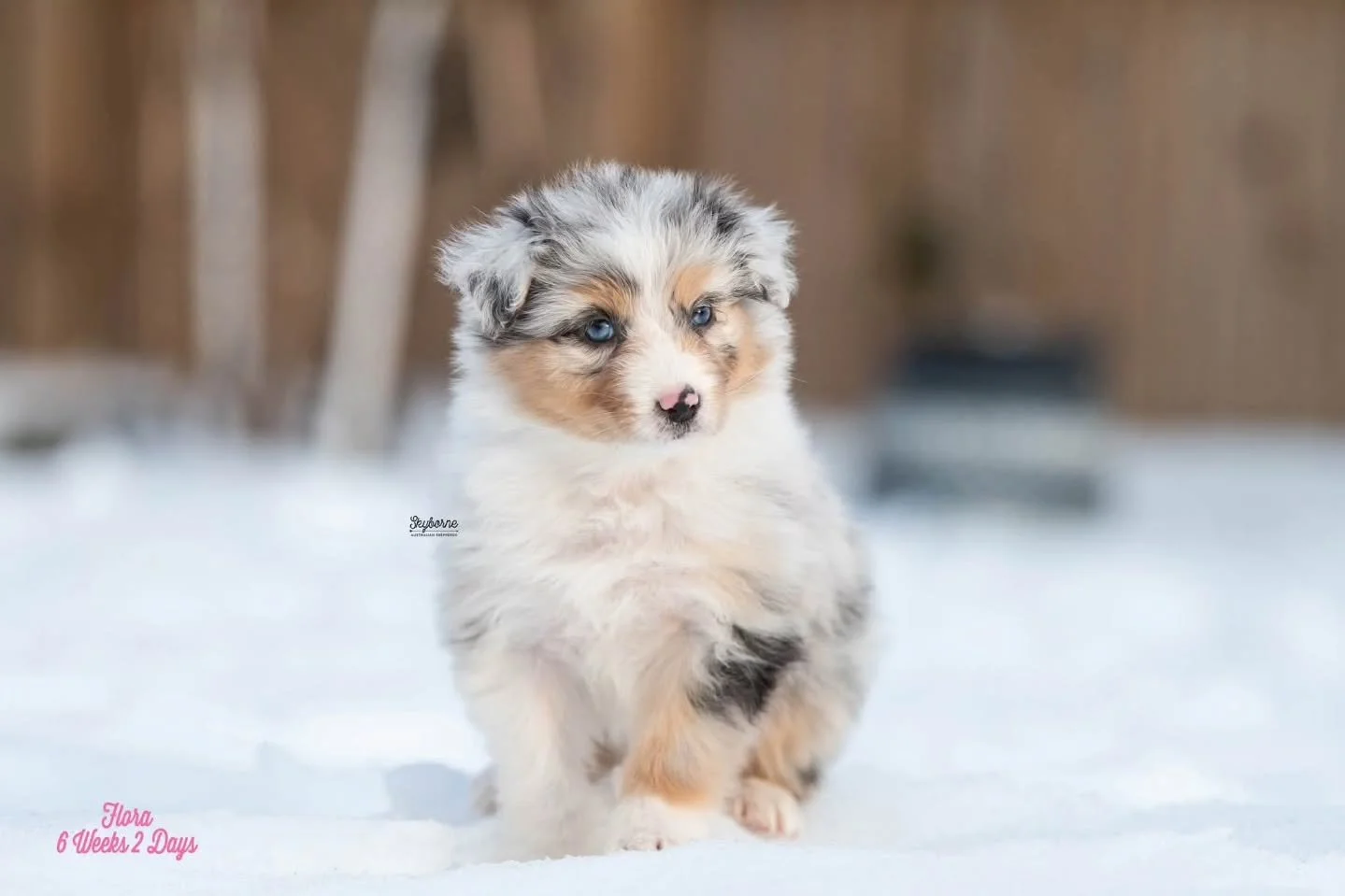 🏰 Happy 6.5 weeks to our Disney Sidekicks! 🏰 I am not ready for these babies to start leaving the nest in the next week and a half. 😭
.
.
On another note... I would like to cancel winter please and thank you. I can tolerate the cold. I can't toler