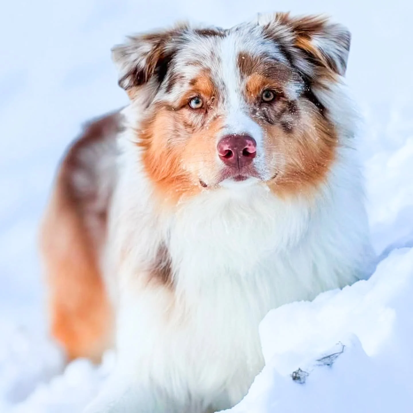 Rook enjoying the snow in Pennsylvania! 🩵🌨 He is maturing into such a beautiful boy. It's so hard to believe he and his siblings will be one this month! 🥺

Skyborne's Secret Ingredient 
CH Bishop x Journey 
Owned with and loved by @lmg1519
.
.
@so