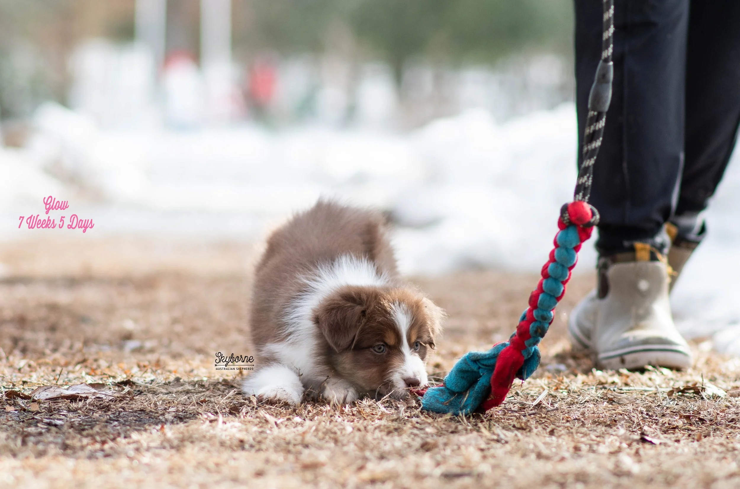 Skyborne Aussies - Kraken x Halo - DSC_4497 - February 03, 2026.jpg