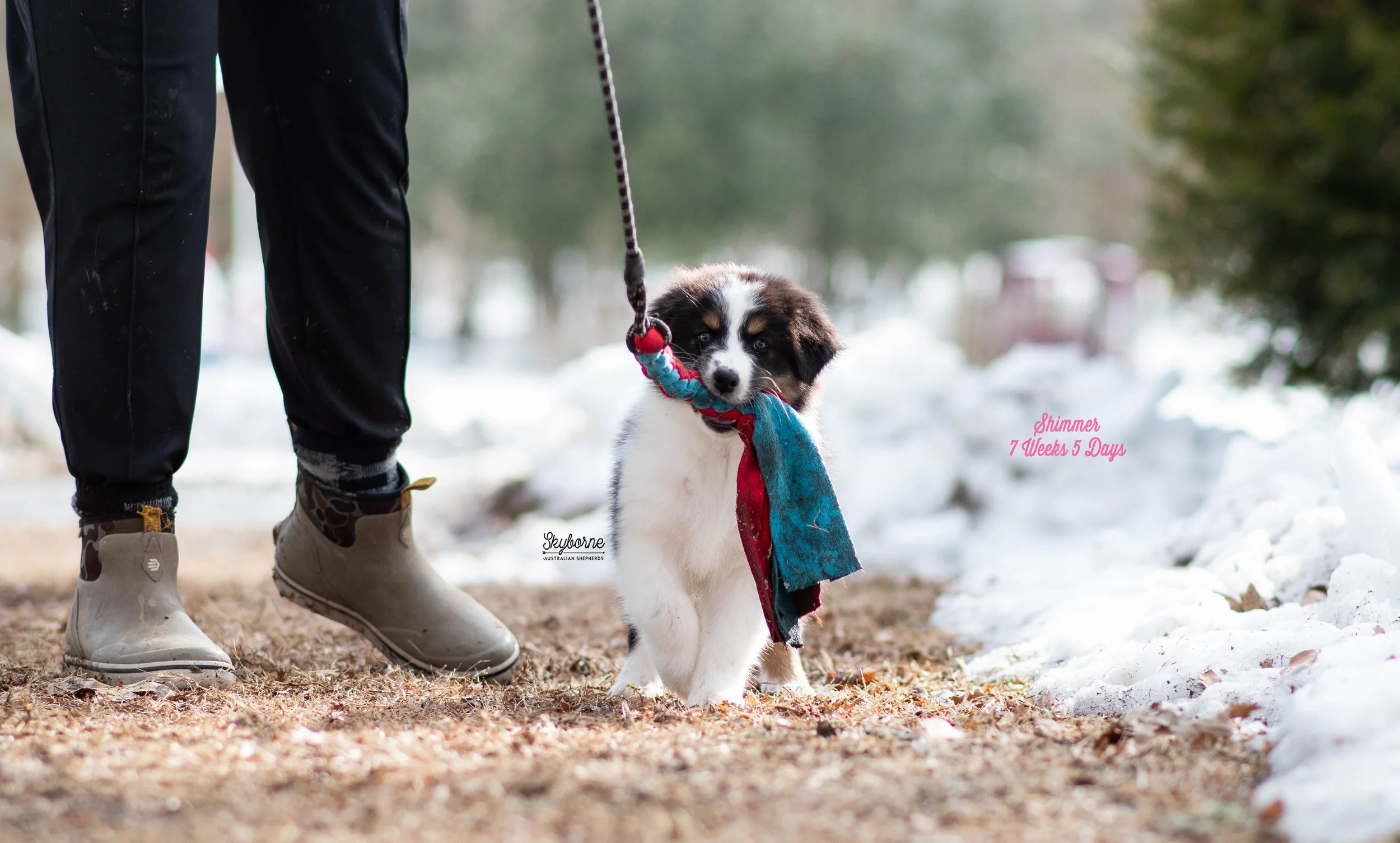 Skyborne Aussies - Kraken x Halo - DSC_4646 - February 03, 2026.jpg