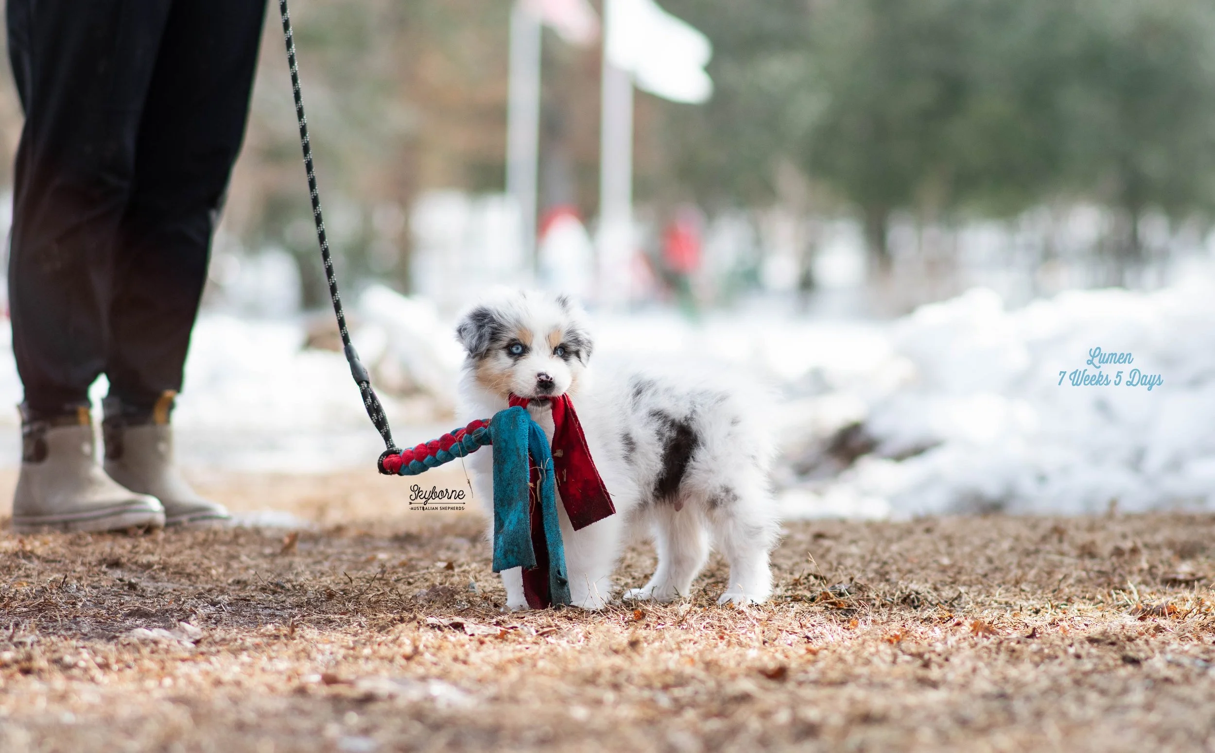 Skyborne Aussies - Kraken x Halo - DSC_4719 - February 03, 2026.jpg