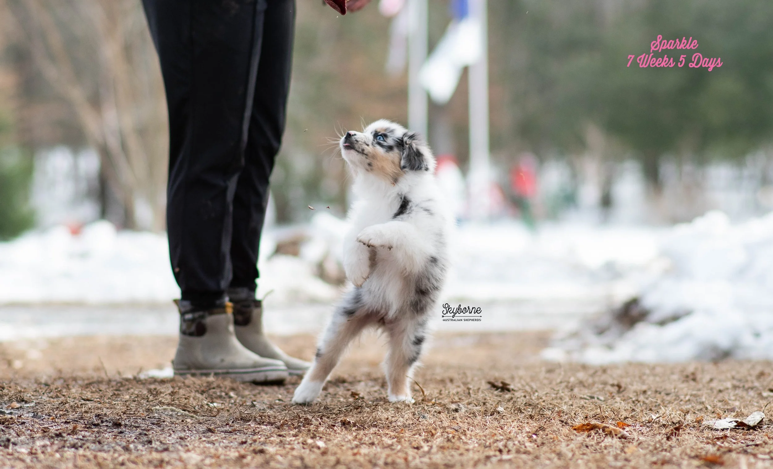 Skyborne Aussies - Kraken x Halo - DSC_5036 - February 03, 2026.jpg