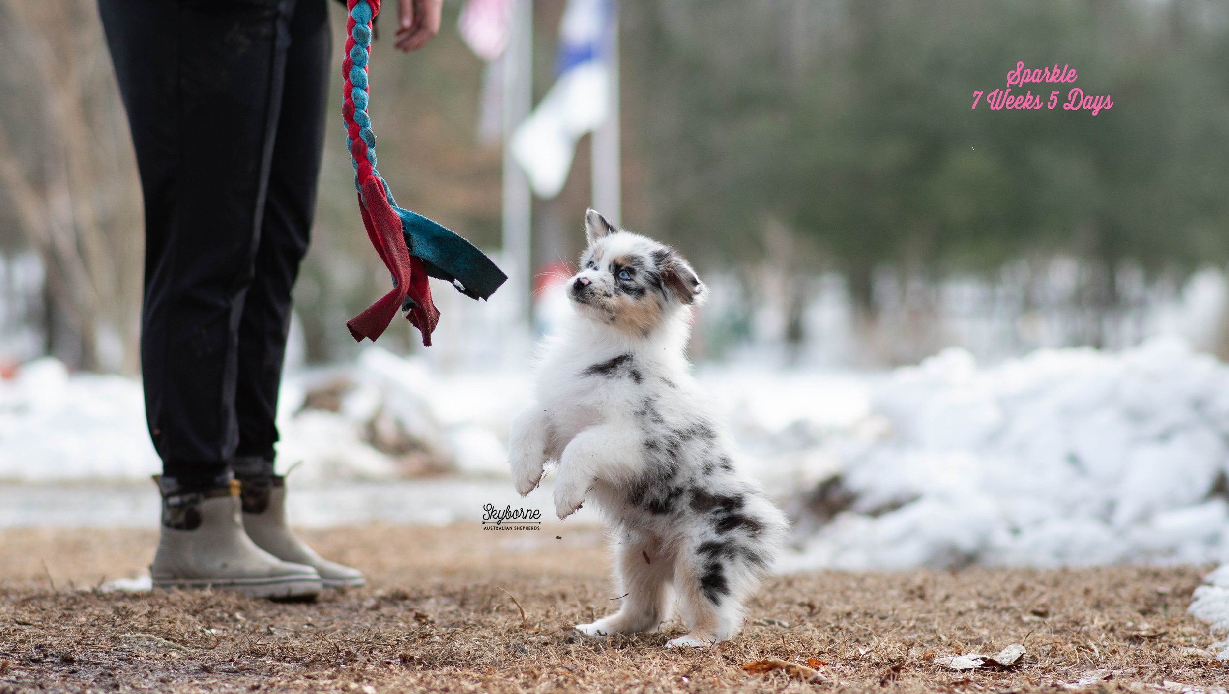 Skyborne Aussies - Kraken x Halo - DSC_5039 - February 03, 2026.jpg