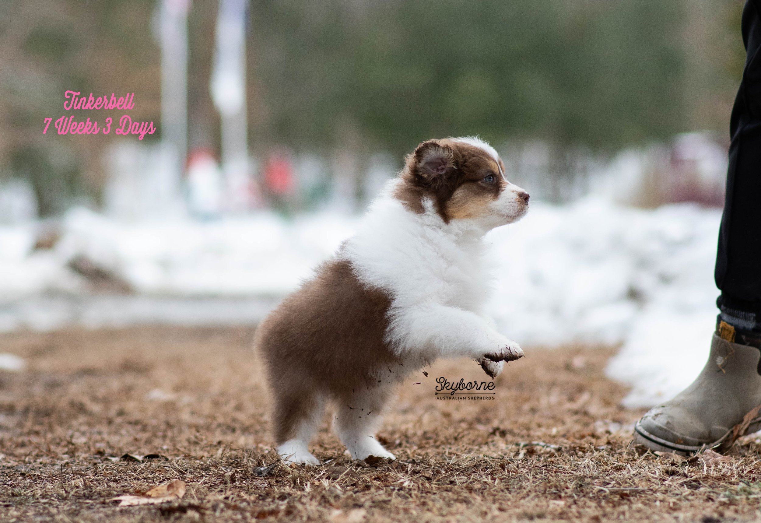 Skyborne Aussies - Kraken x Lyric - DSC_5432 - February 03, 2026.jpg