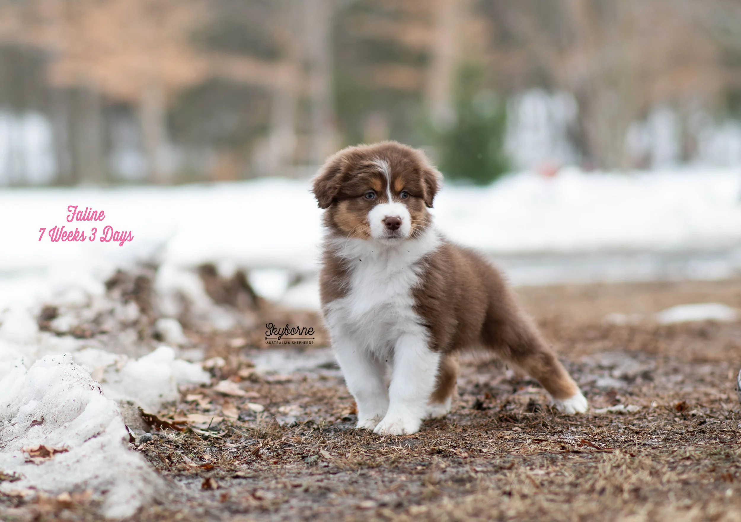 Skyborne Aussies - Kraken x Lyric - DSC_5568 - February 03, 2026.jpg