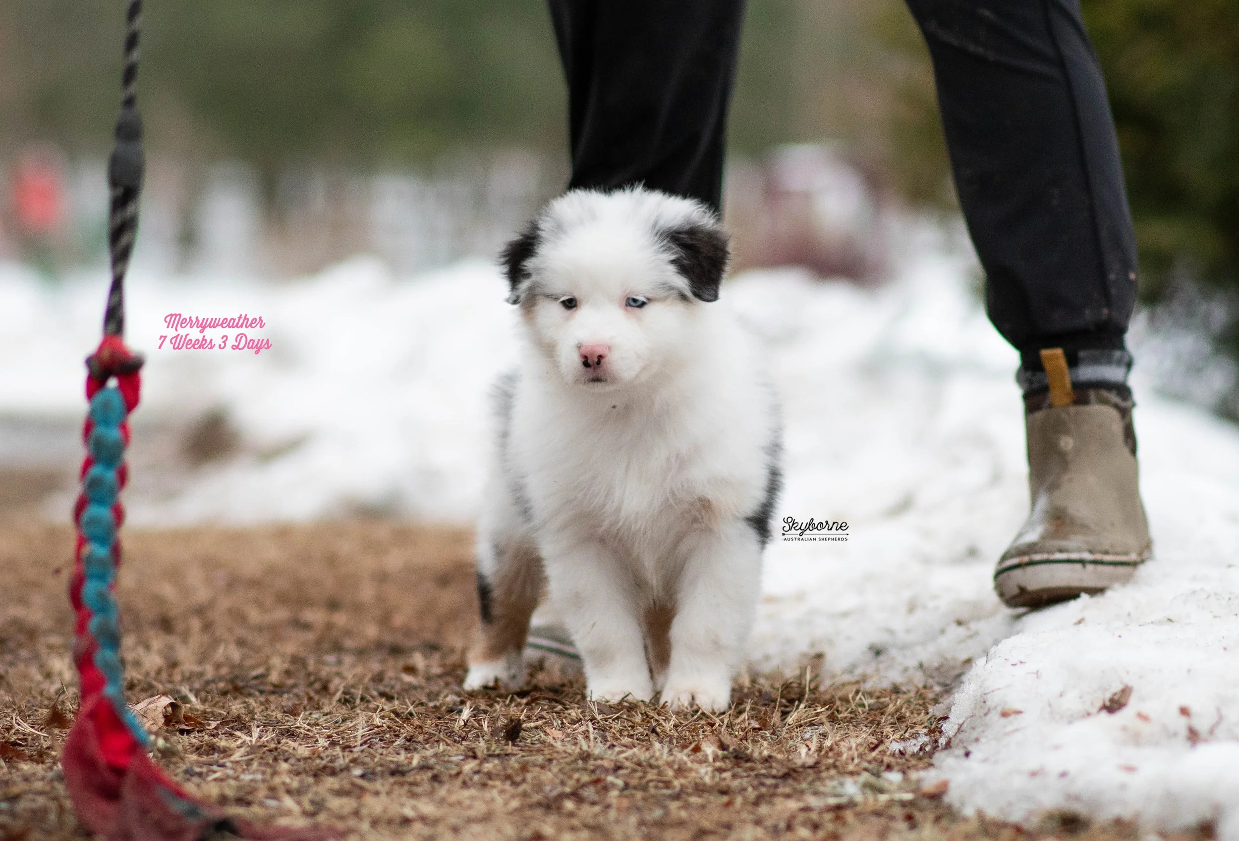 Skyborne Aussies - Kraken x Lyric - DSC_5773 - February 03, 2026.jpg