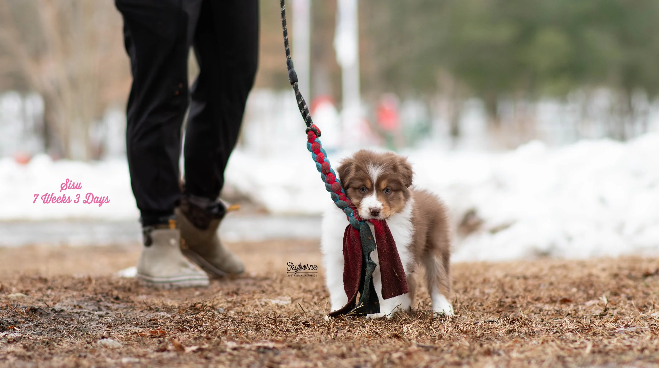 Skyborne Aussies - Kraken x Lyric - DSC_6013 - February 03, 2026.jpg