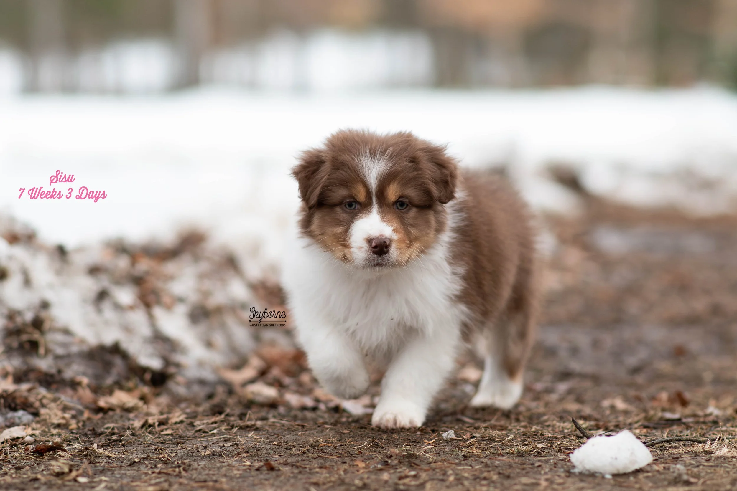 Skyborne Aussies - Kraken x Lyric - DSC_6183 - February 03, 2026.jpg