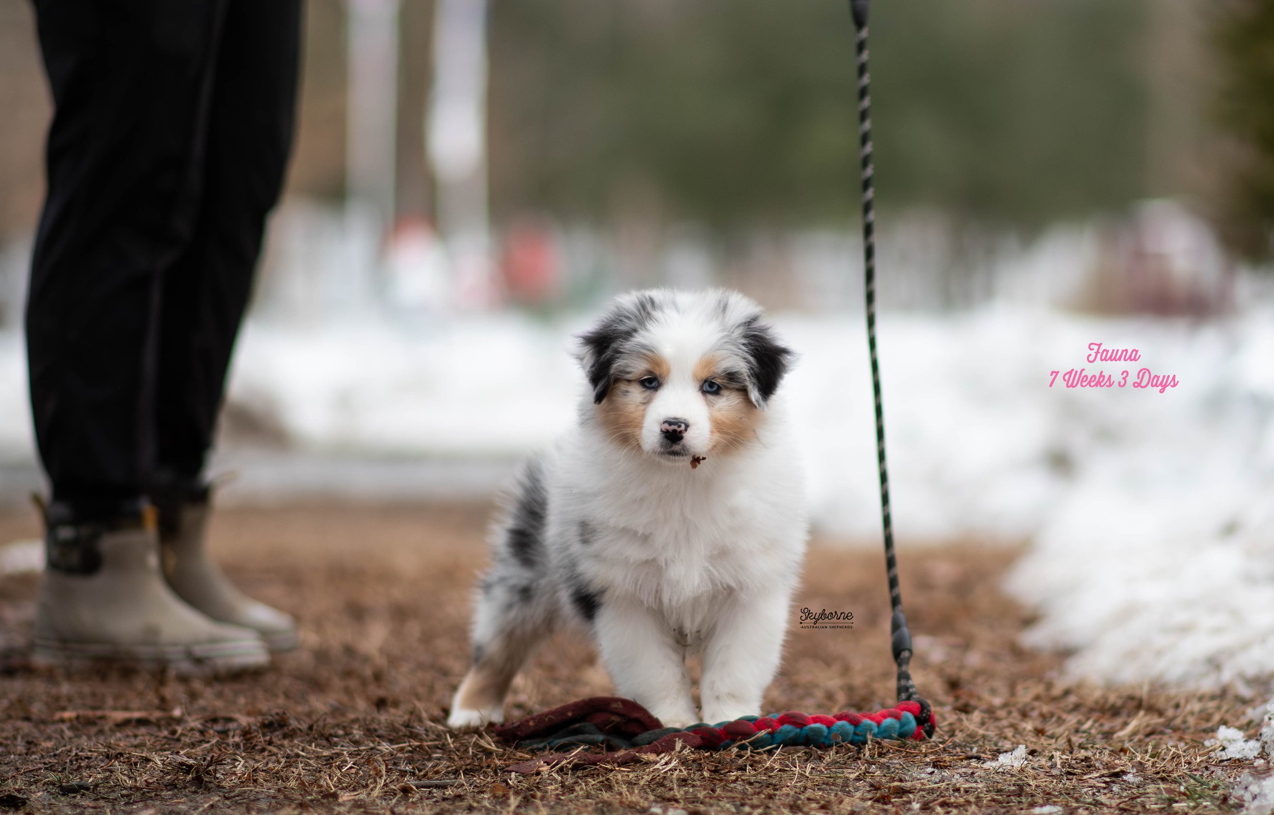 Skyborne Aussies - Kraken x Lyric - DSC_6452 - February 03, 2026.jpg