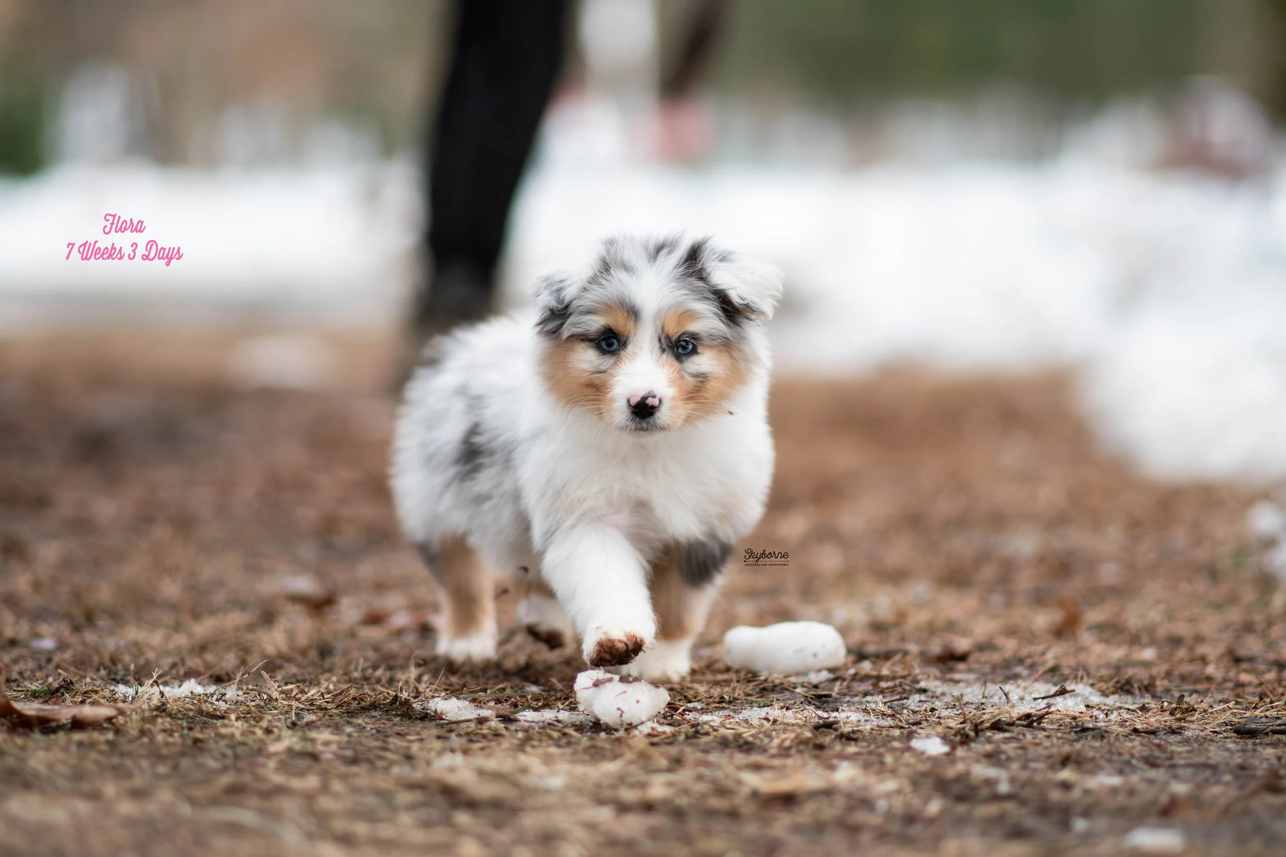 Skyborne Aussies - Kraken x Lyric - DSC_6623 - February 03, 2026.jpg
