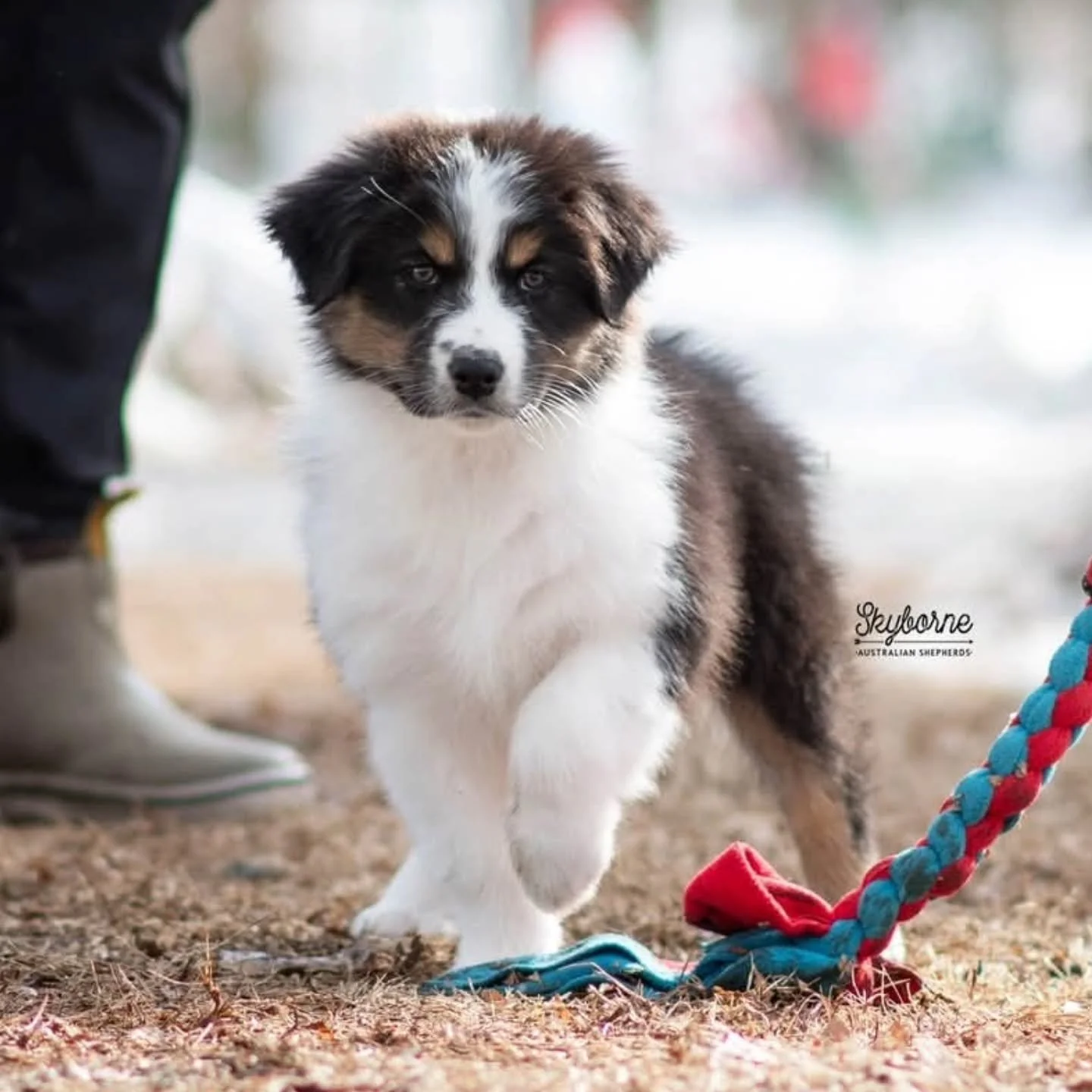 Happy 8 weeks to our little Lights! I am so happy with how stable, drivey and handler focused these babies are. I could not be more pleased with how they evaluated and how they scored on their PAT test.

Thank you @jordan_endre for coming to visit an