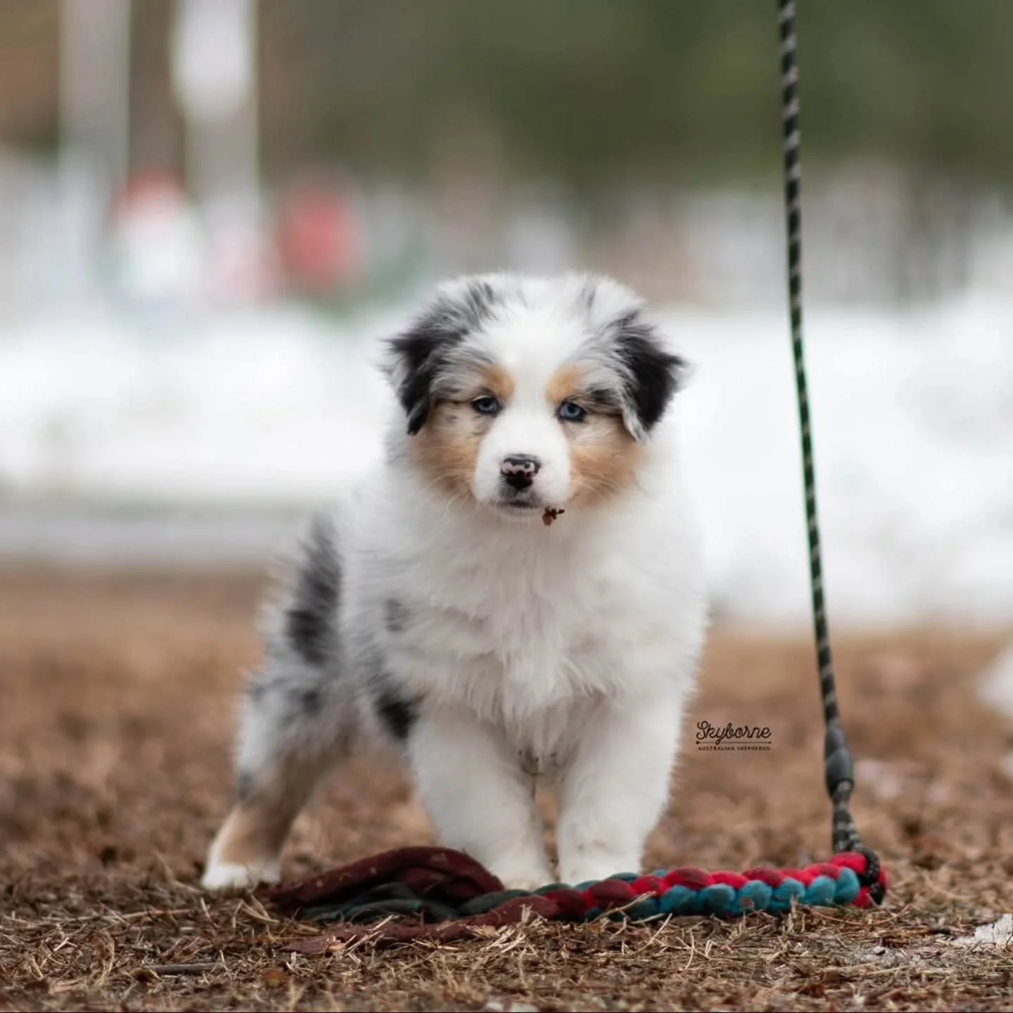 Eight weeks already&hellip; how is that even possible? 🥹

It feels like just yesterday these babies (and Halo&rsquo;s crew) made their big, chaotic, beautiful entrance into the world &mdash; and now they&rsquo;re turning into the coolest little dogs