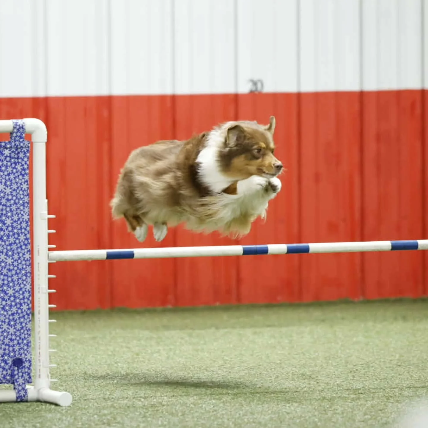 A little late to posting! Myst earnest her OA title last weekend and the TNT agility trial! Proud of all the hard work both she and @theclassicsportdogs have put in. I need to start sending her some of the girls. 😃

Skyborne's Myst of the Seas *OA* 