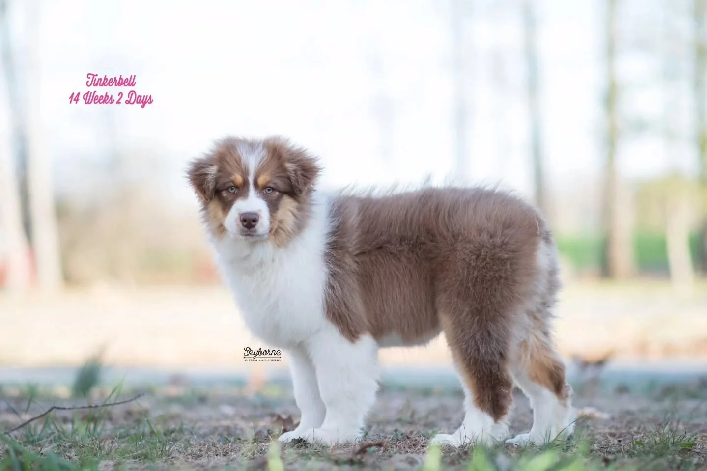 🧚&zwj;♀️ Tinkerbell 🧚&zwj;♀️ is an easy, go-with-the-flow baby. She is is sweet, thoughtful, and incredibly in tune with her person. With a medium drive, great food + toy motivation, and strong handler focus, she&rsquo;s a dream for a first-time ow