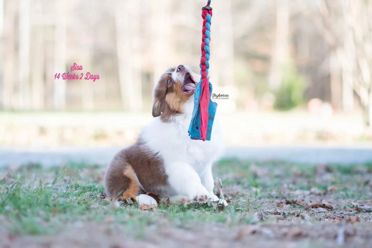 🐉 Sisu 🐉 is fun, social, and full of personality! She is the perfect mix of sweet and spunky. She&rsquo;d shine as a performance prospect or thrive in an active home. With great toy drive, solid work ethic, and a naturally funny personality, she&rs