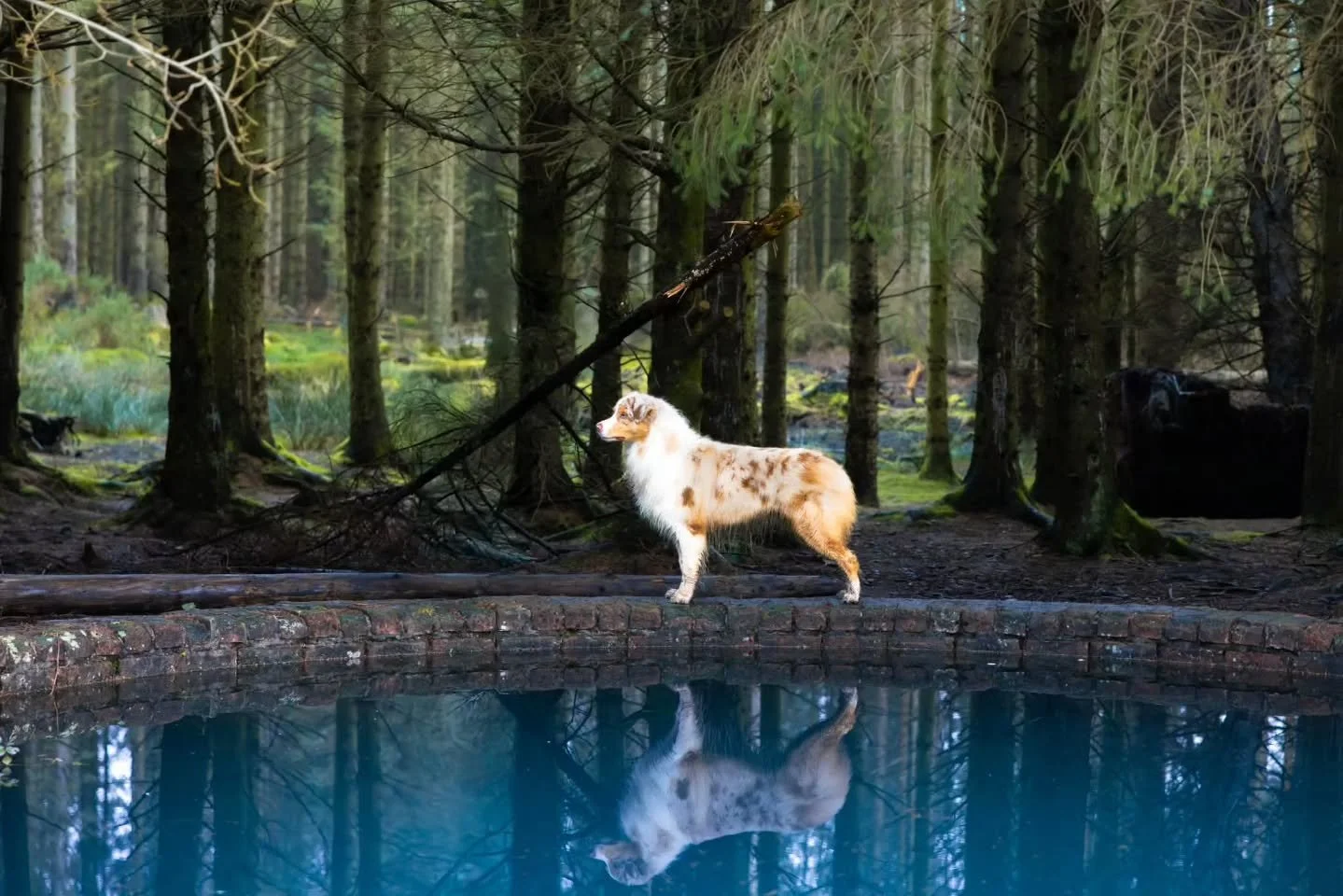 How cool is this photo??

Saffron, Skyborne's Expensive Tastes, just shy of 1 year in this photo.  He is maturing into a lovely boy and lives the best life! 🥰 

CH Bishop x Journey 
Owned with and loved by @fifeaussies 
Picture credit also goes to @