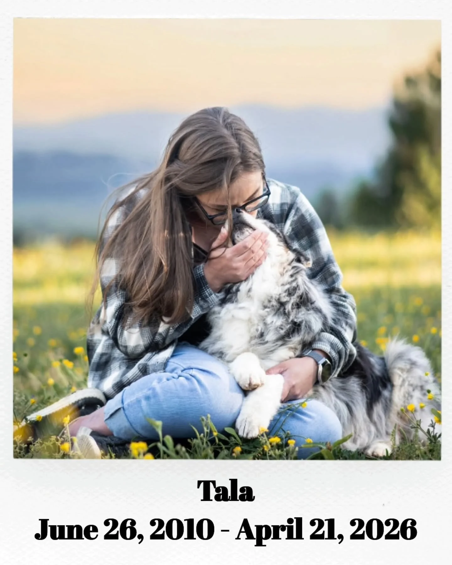 I'm not really sure where to begin with this..

Tala may have not recieved any fancy awards or acquired many titles, but she had the best title of all and that is: Best Pet. I've had her since I was 16 and she navigated many milestones of my life alo