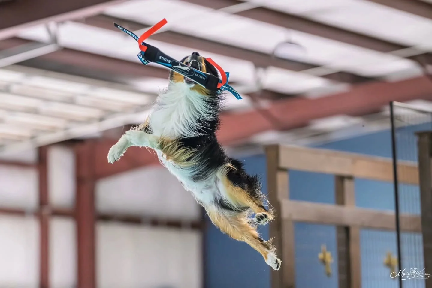 Strike earned his DEX (Dock Elite Excellent) last weekend &mdash; and it&rsquo;s a bittersweet milestone. 💙⚡️

Over his dock diving career, Strike has accomplished so much: multiple Regional qualifications, a 2nd place finish at the AKC ESPN Dock Di